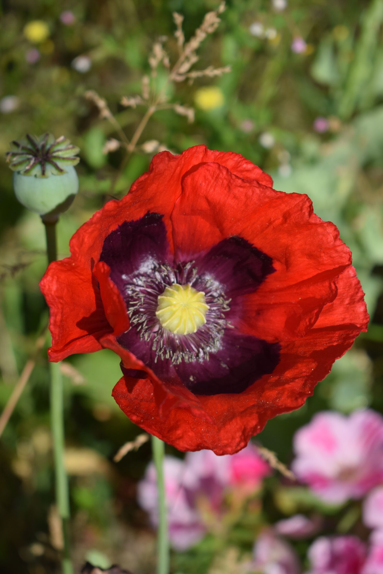 Nikon D3300 sample photo. Red flower, petals, flower photography