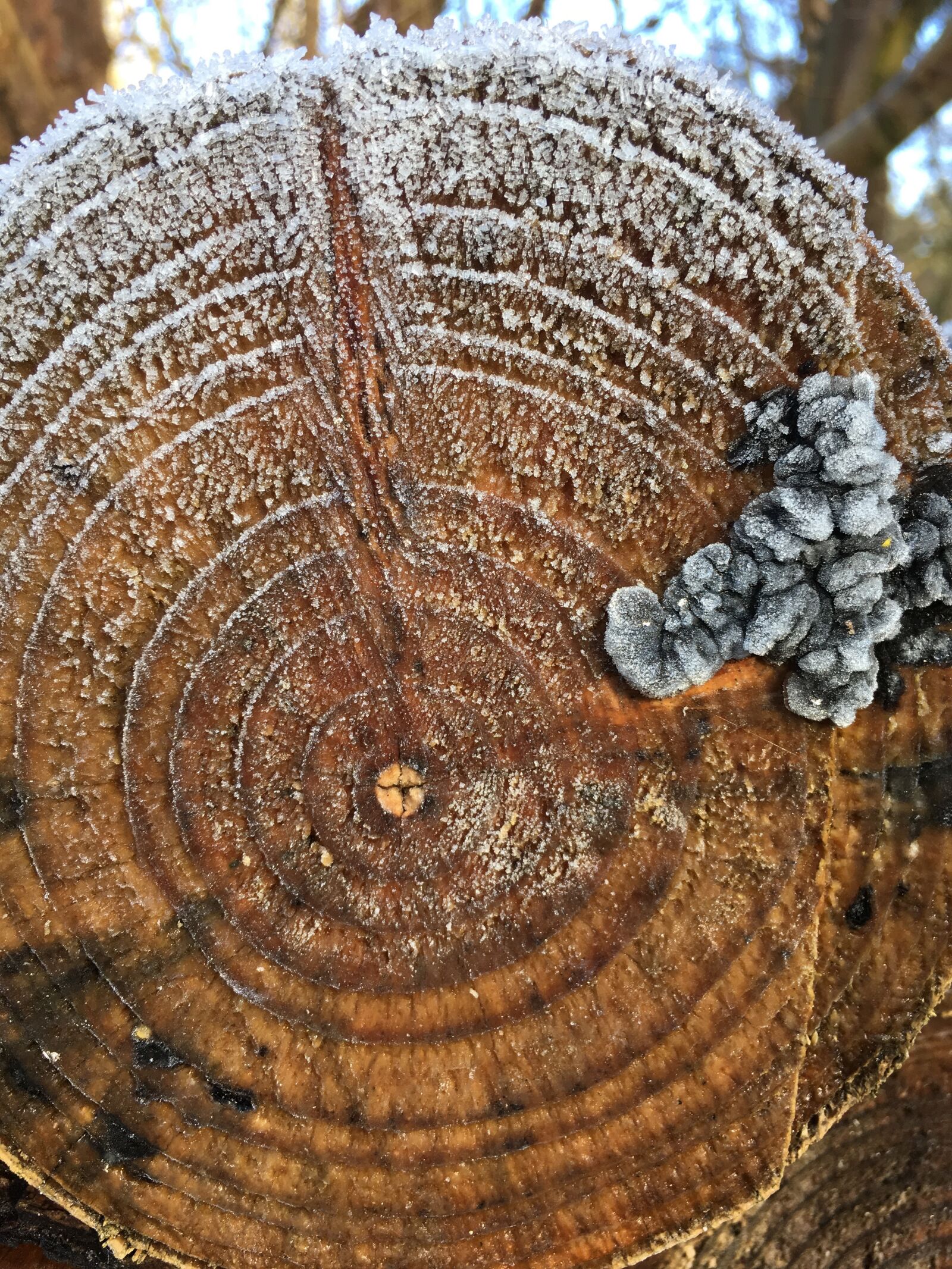 Apple iPhone 6s sample photo. Frost, wood, sponge photography