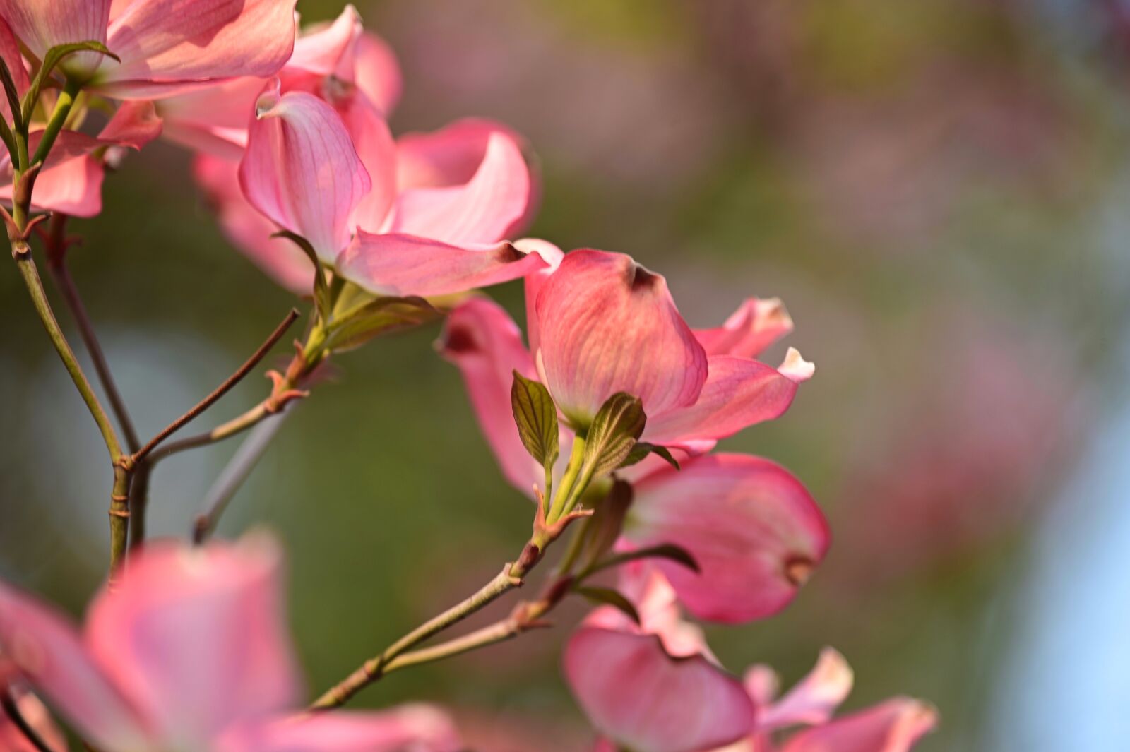 Nikon Z6 sample photo. Cornus, flower tree, tree photography