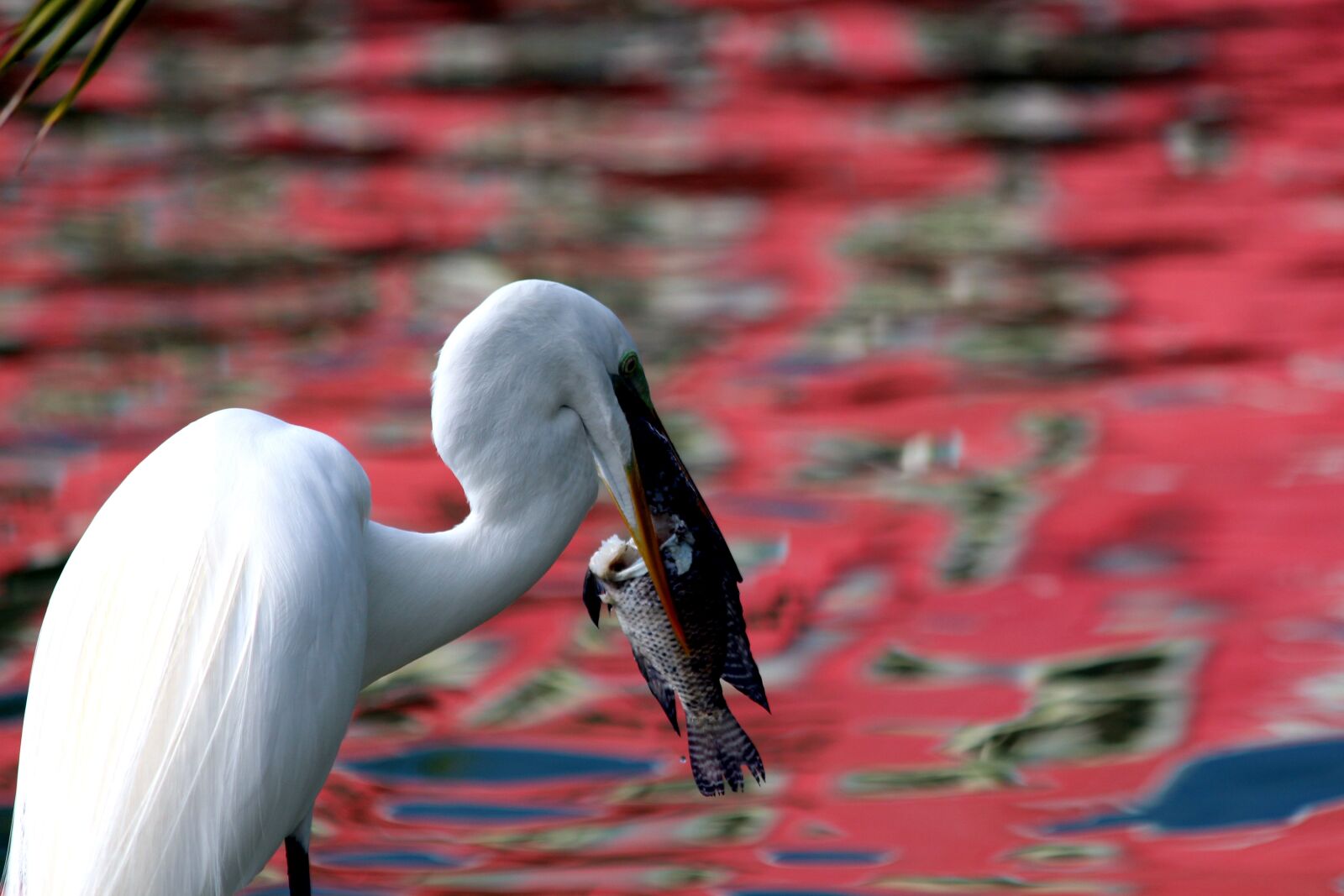 Canon EOS 650D (EOS Rebel T4i / EOS Kiss X6i) sample photo. Egret, ardea alba, heron photography