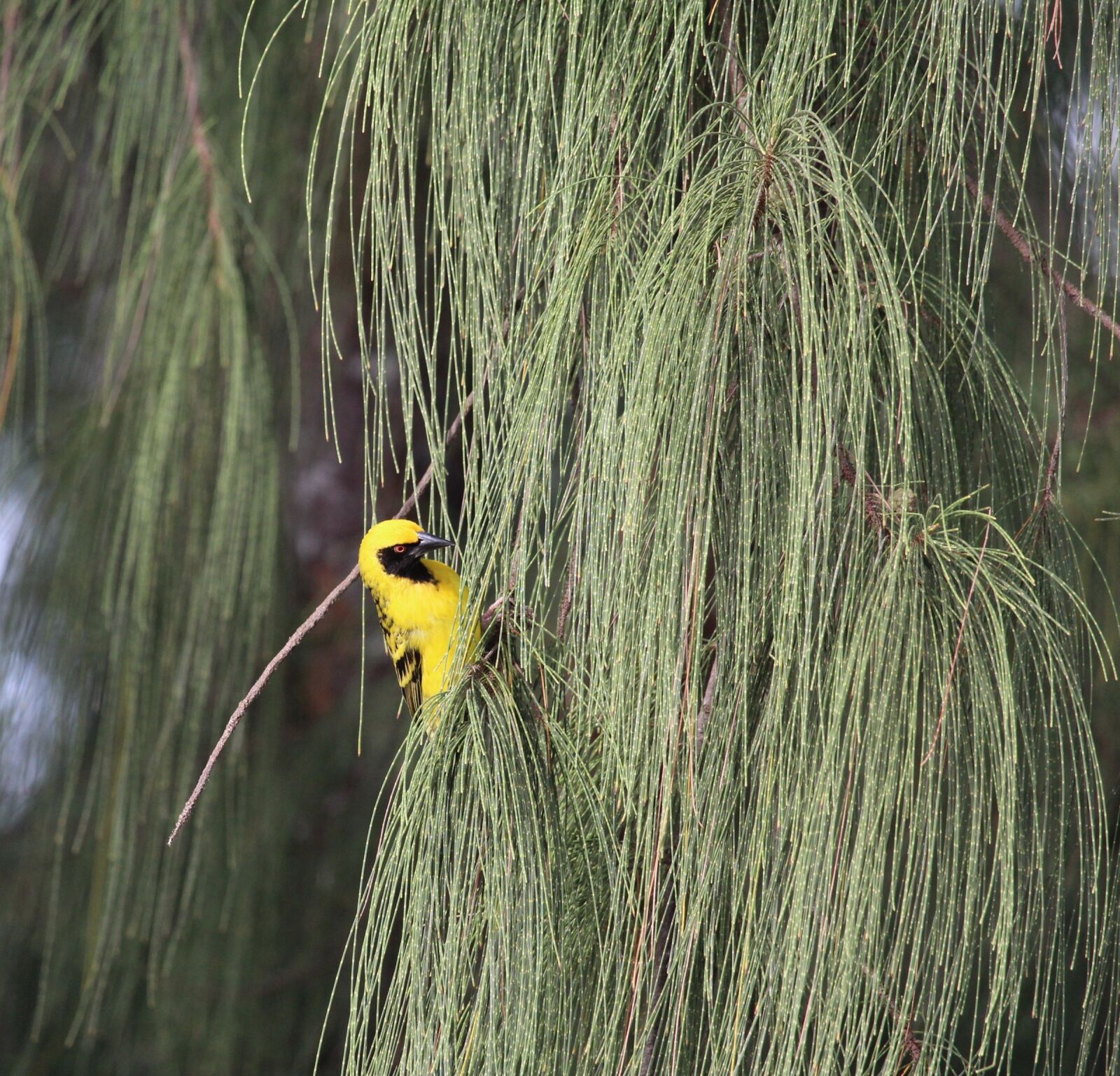 Canon EOS 1200D (EOS Rebel T5 / EOS Kiss X70 / EOS Hi) sample photo. Bird, yellow, yellow bird photography