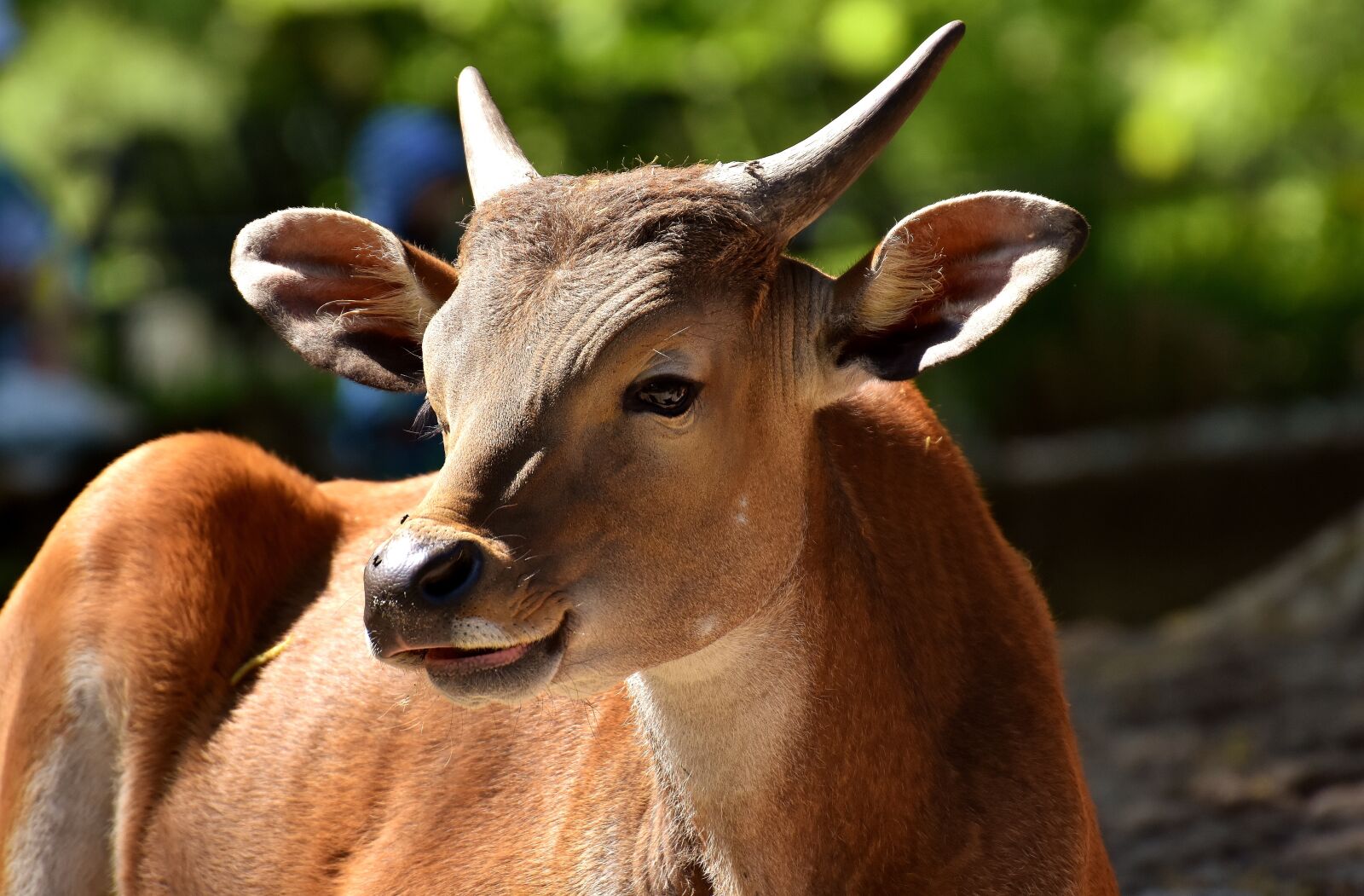 Nikon D7200 sample photo. Banteng, beef, bos javanicus photography