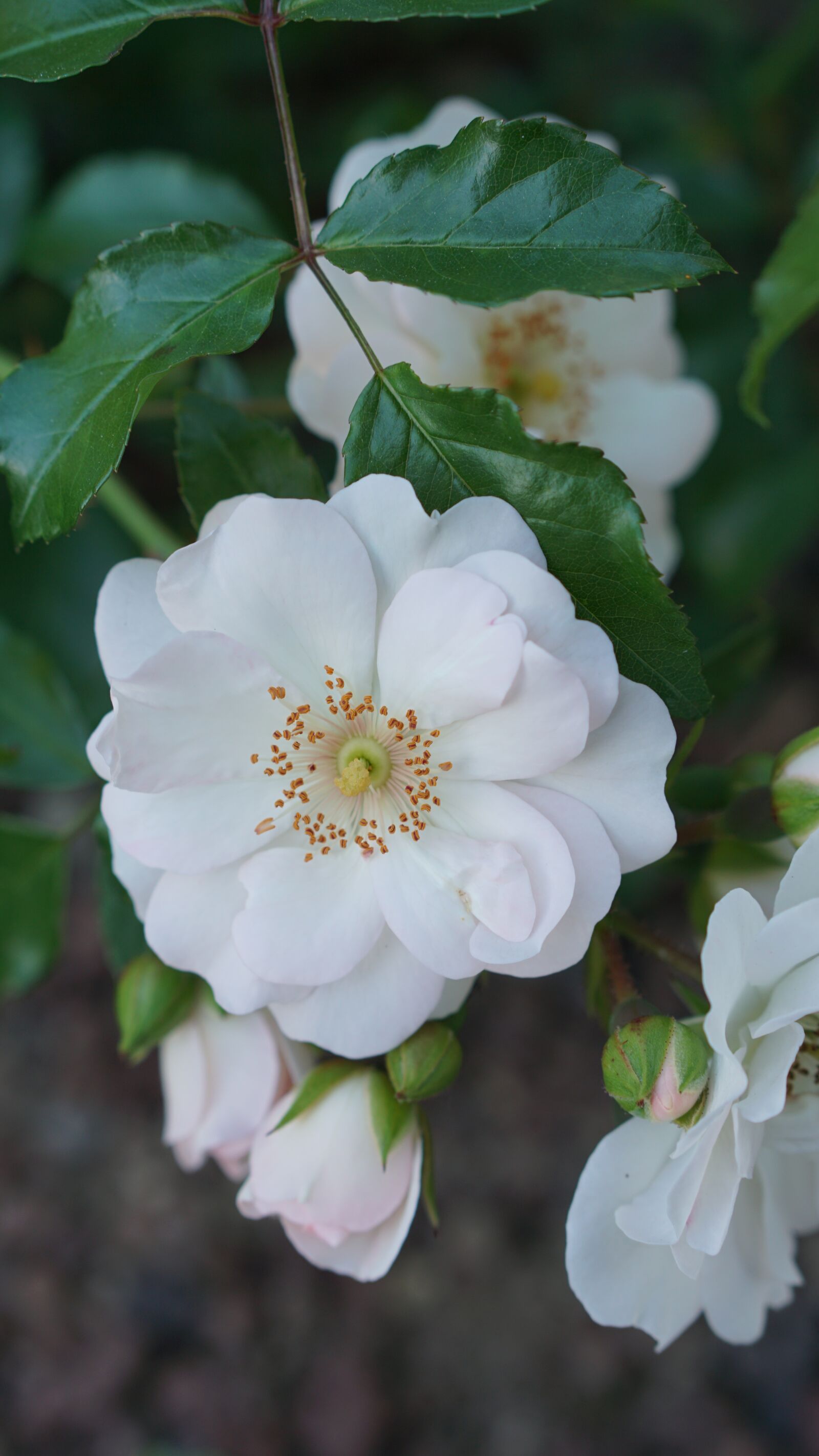 E 50mm F1.8 OSS sample photo. Flower, white flower, nature photography