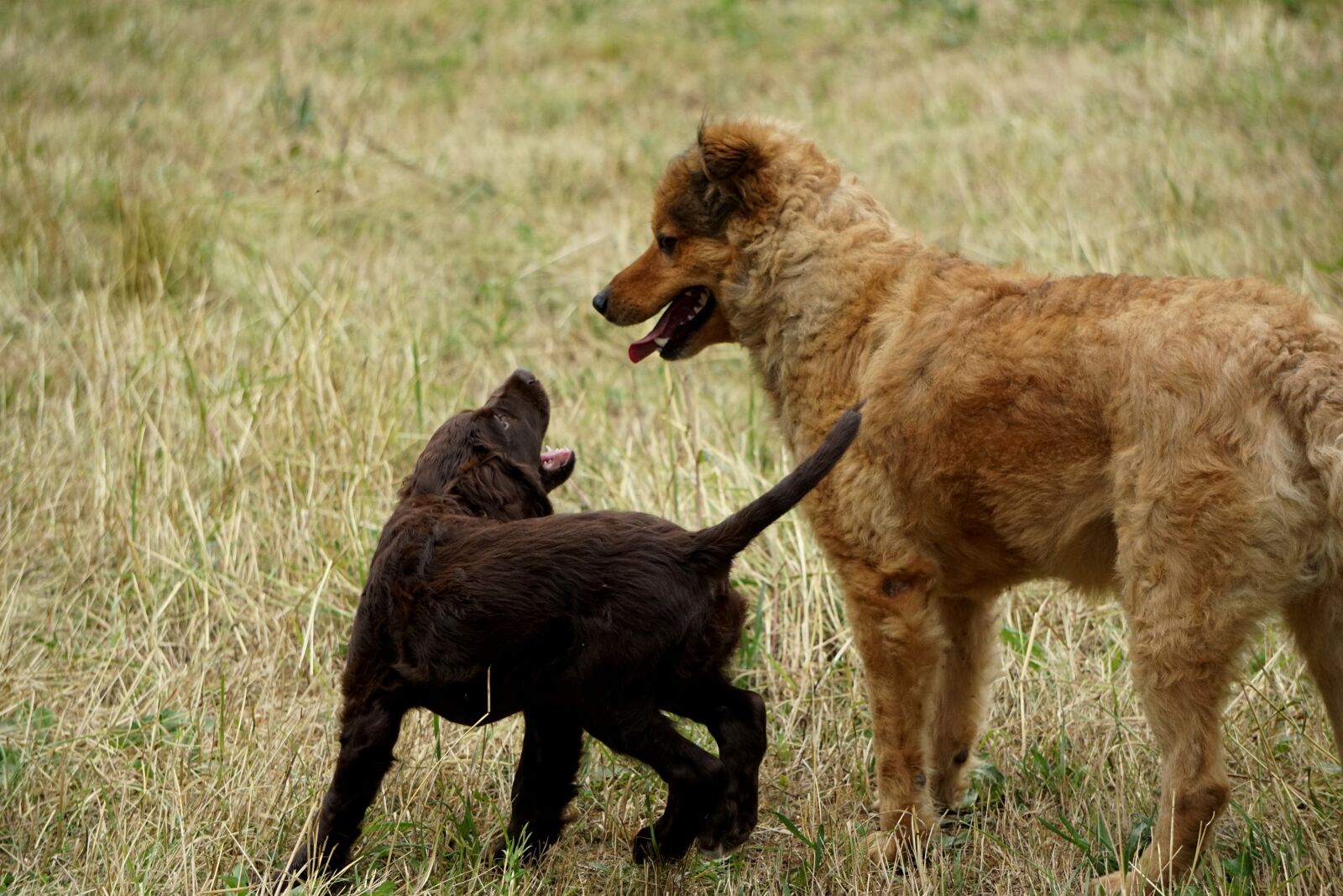 Sony E 55-210mm F4.5-6.3 OSS sample photo. Quail dog, west woods photography