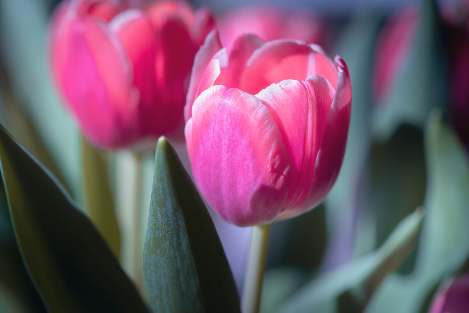 Nikon D750 sample photo. Tulips, pink, pink garden photography