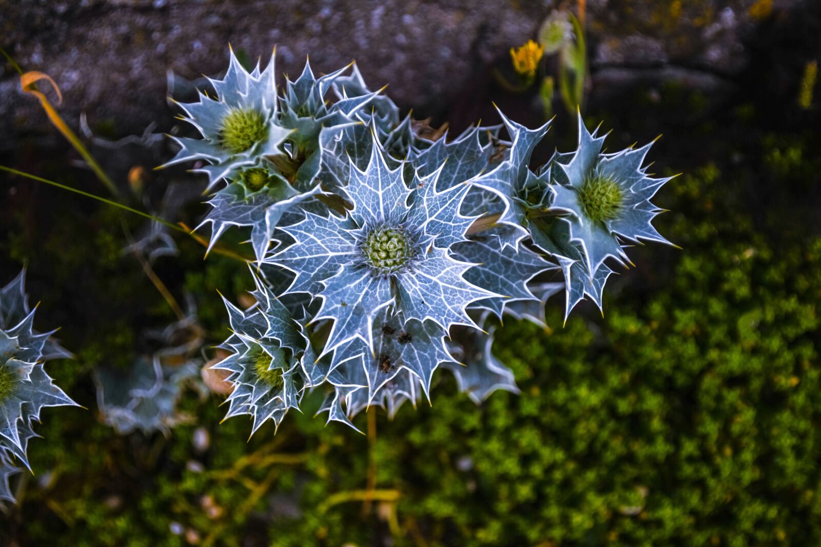 Tamron 28-300mm F3.5-6.3 Di VC PZD sample photo. Thistle, normandy, plant photography