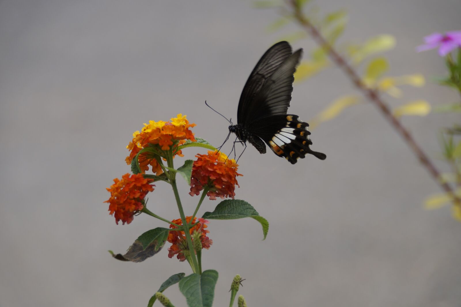 Sony DT 18-250mm F3.5-6.3 sample photo. Butterfly, nature, insect photography