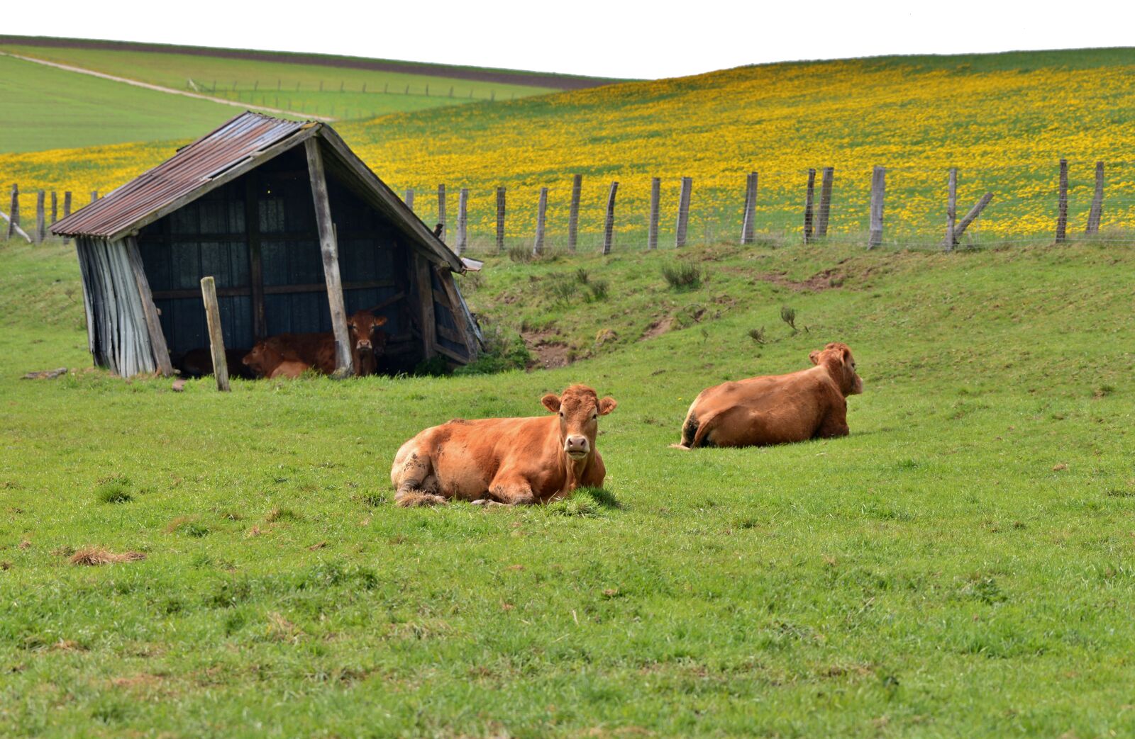 Nikon D600 sample photo. Cows, pasture, shed photography