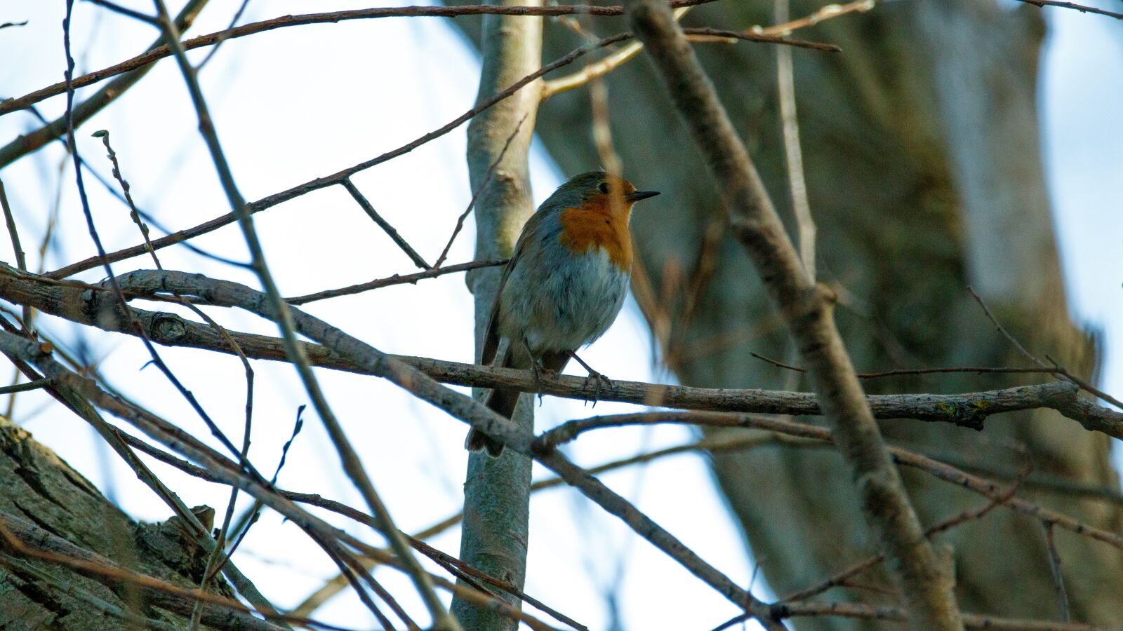 Canon EOS 80D sample photo. Red goblets, branch, bird photography