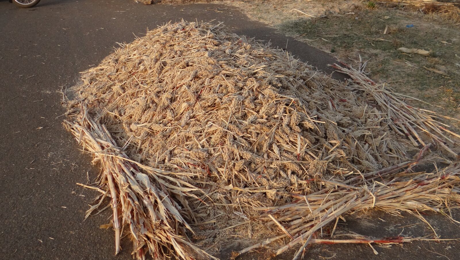 Sony DSC-HX200V sample photo. Sorghum, jowar, sorghum-spikes photography