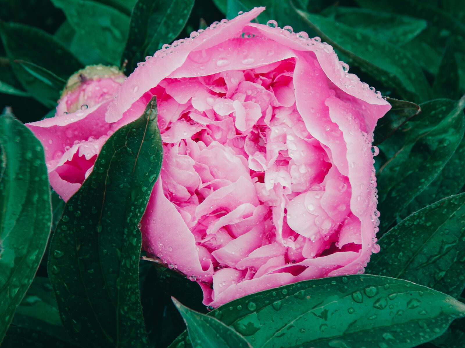 Nikon Coolpix L830 sample photo. Peony, flower, pink photography
