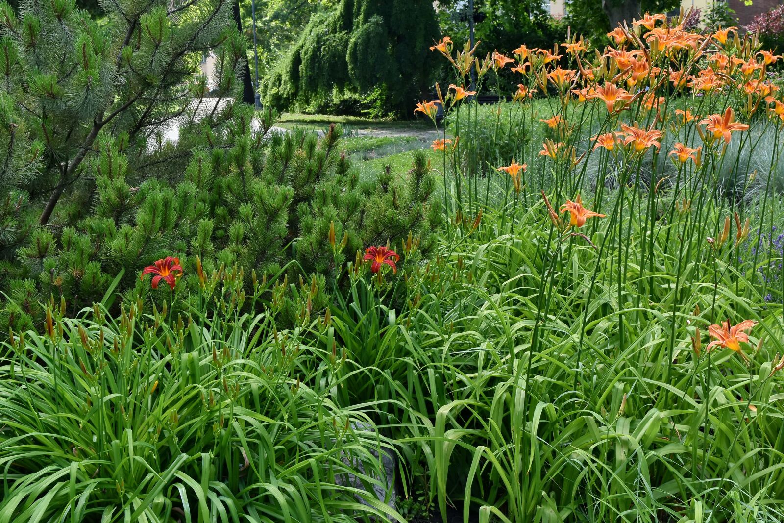 Nikon D5500 sample photo. Conifers, garden, horticulture, spring photography