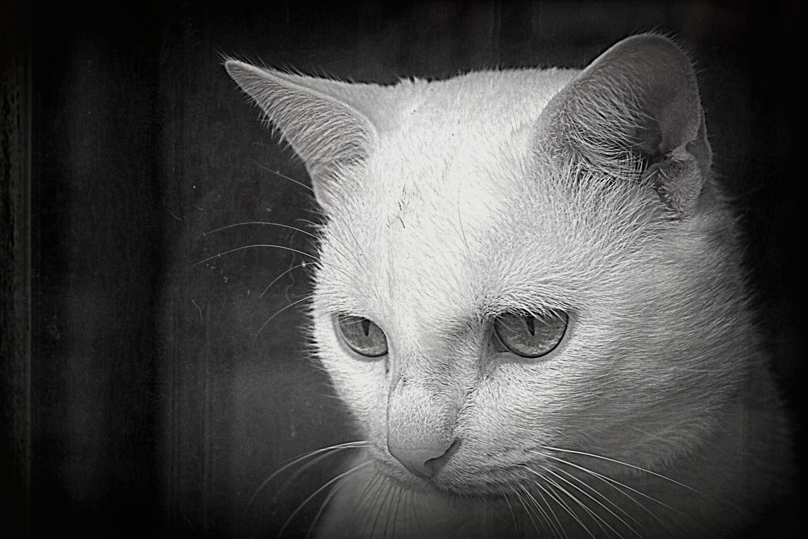 Nikon D5300 sample photo. Cat, black and white photography