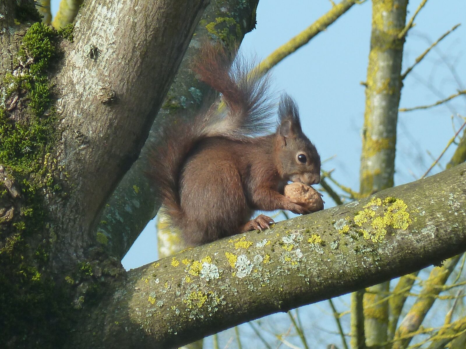 Panasonic Lumix DMC-ZS7 (Lumix DMC-TZ10) sample photo. Squirrel, roux, tree photography