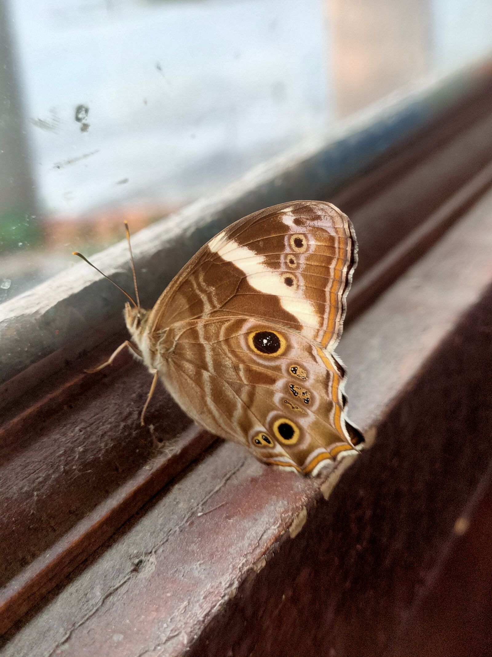 Realme 5 PRO sample photo. Butterfly, small, mirror front photography