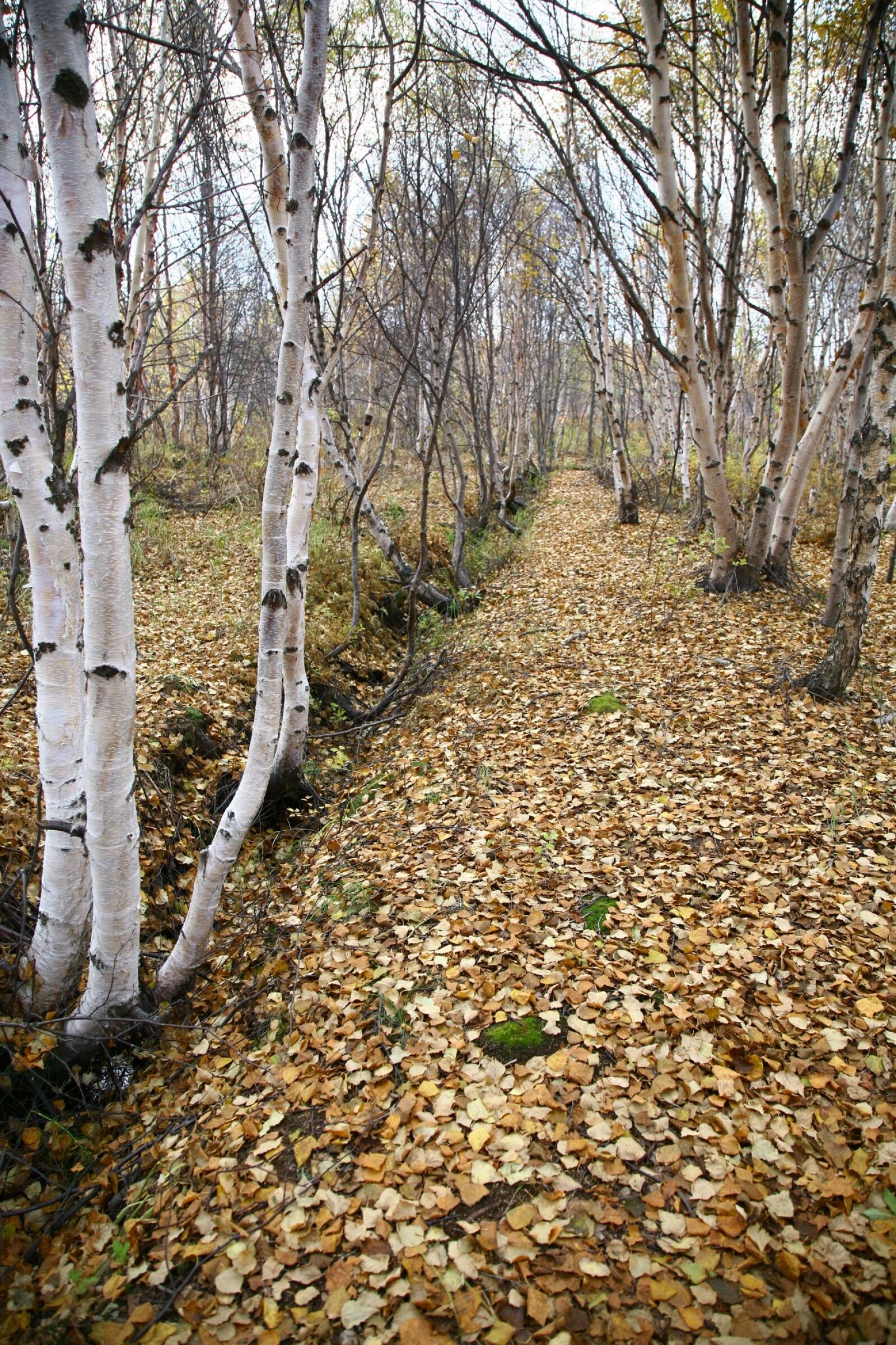 Canon EOS 5D sample photo. Autumn, forest, road photography