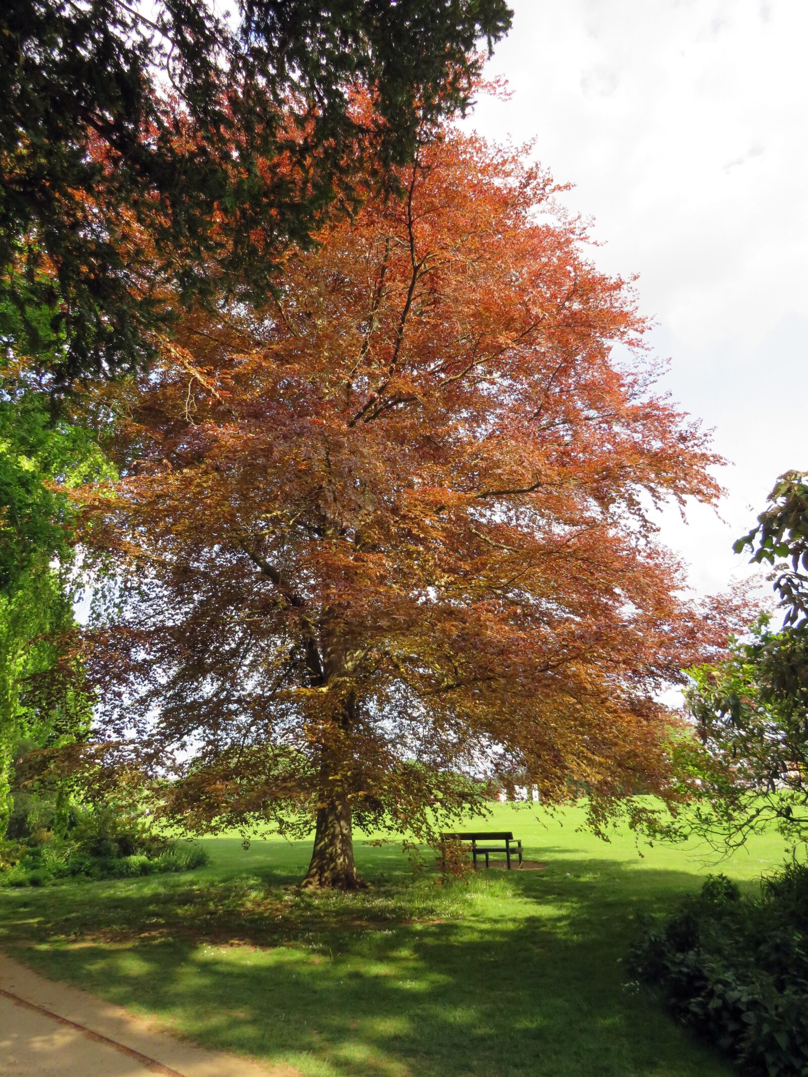 Canon PowerShot SX540 HS sample photo. Tree, red, green photography