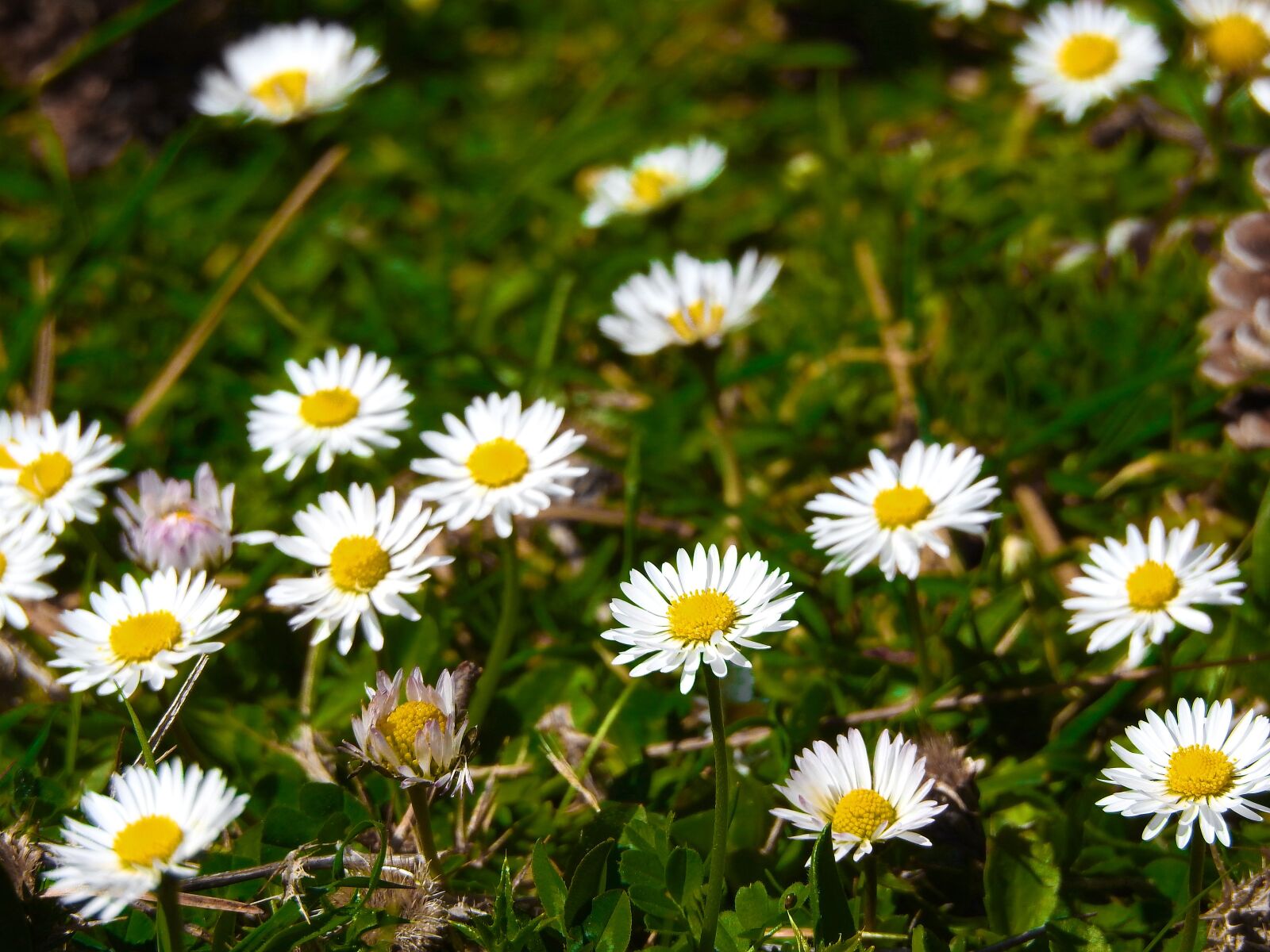 Nikon Coolpix P900 sample photo. Flowers, forest, greece photography