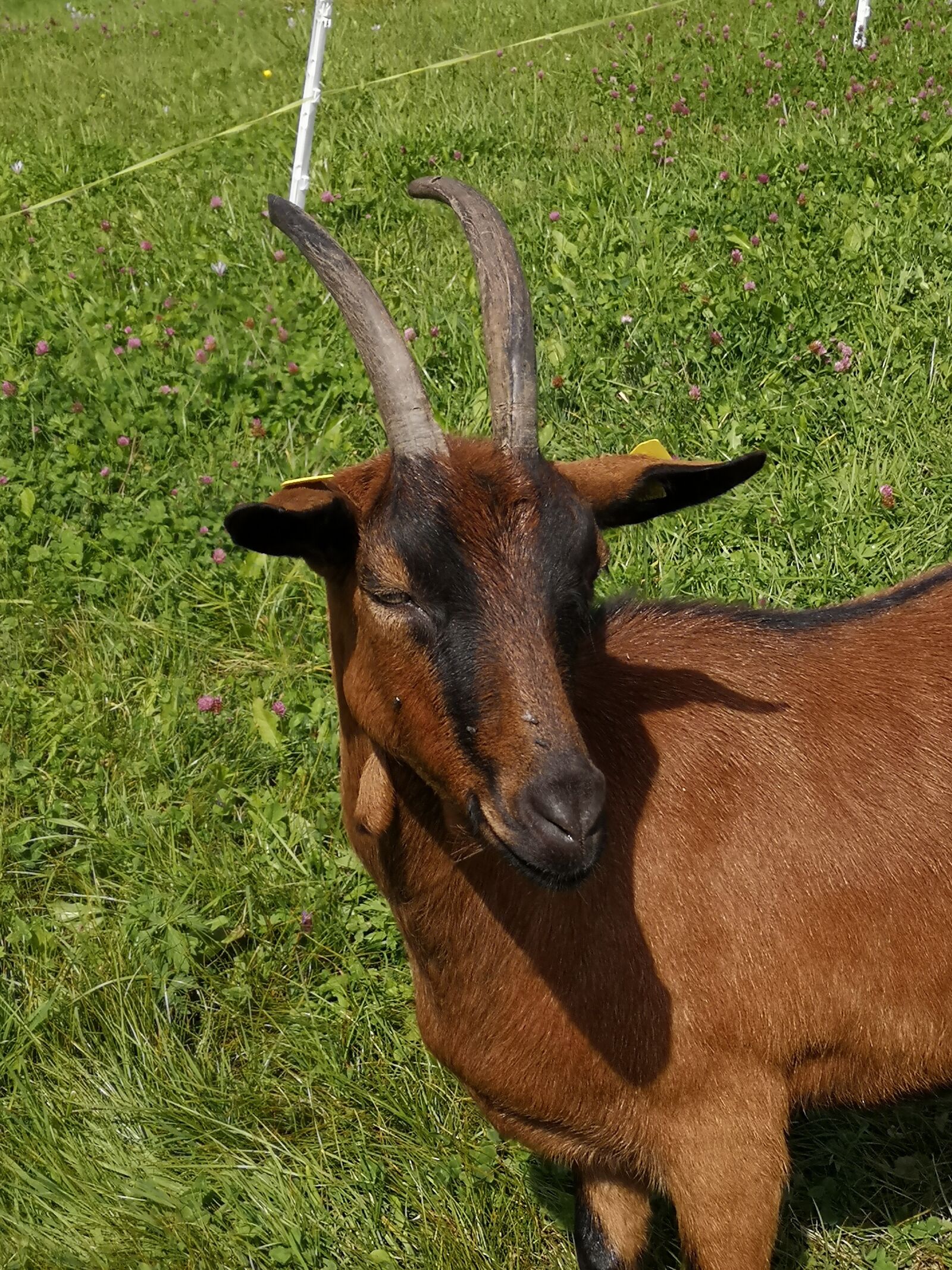 HUAWEI P20 sample photo. Goat, animal, horns photography