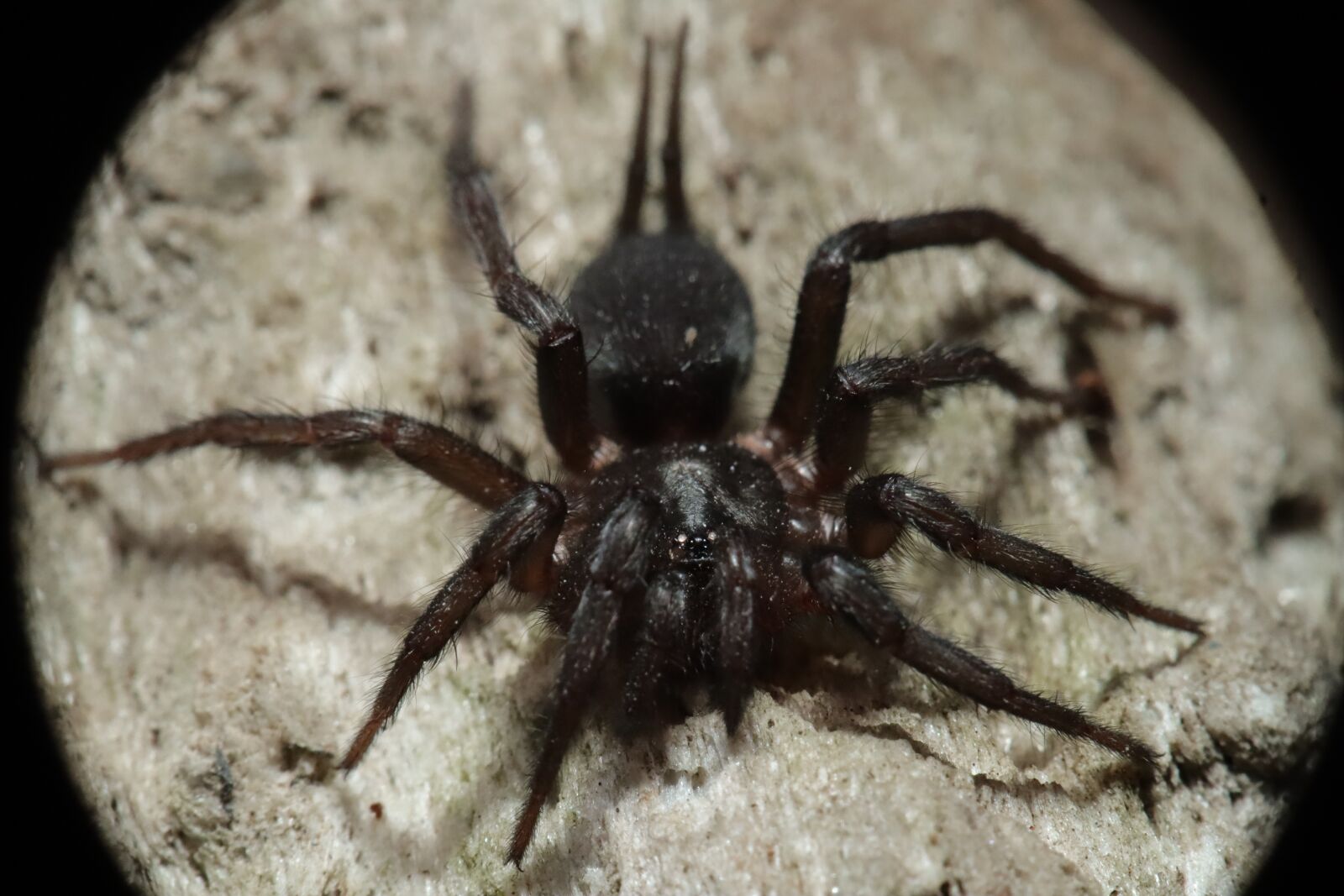 Canon EOS M50 (EOS Kiss M) sample photo. Arachnid, spider, insect photography
