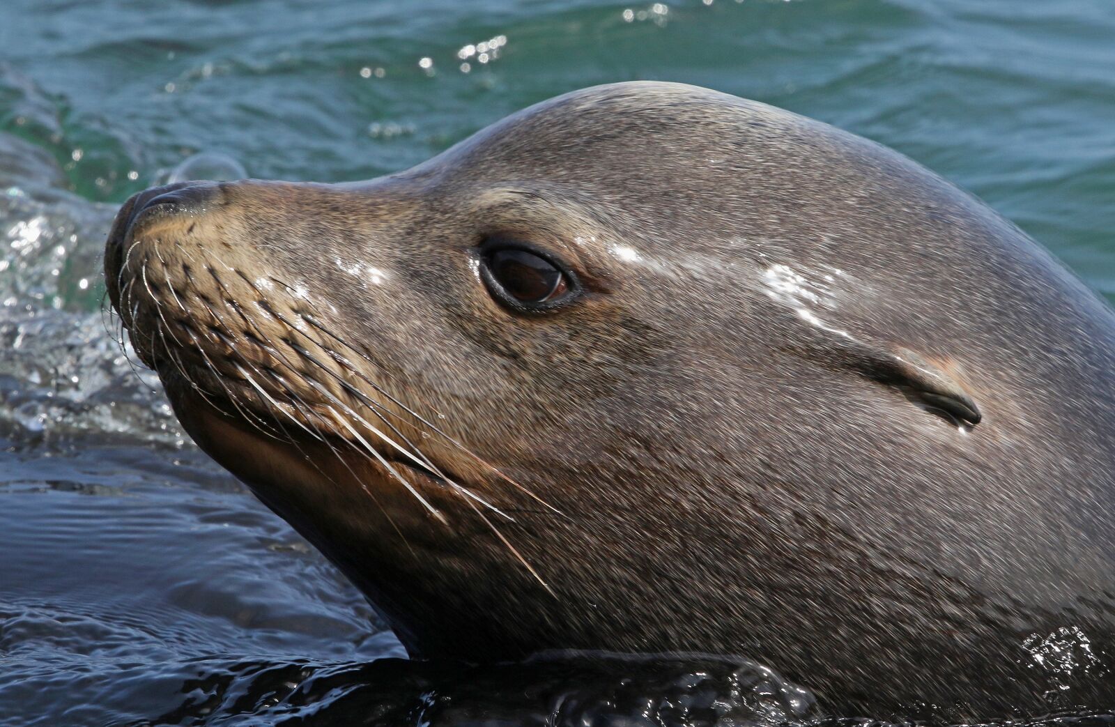 Canon EF 500mm F4L IS II USM sample photo. Sea lion, close up photography