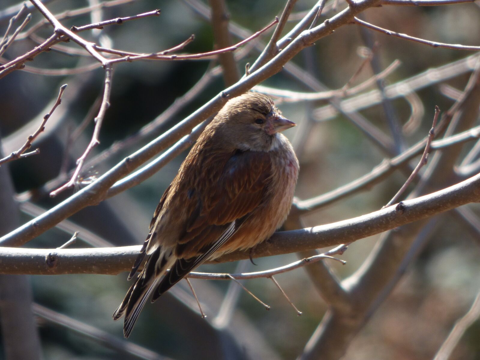 Panasonic Lumix DMC-FZ70 sample photo. Sparrow, winter, branch photography