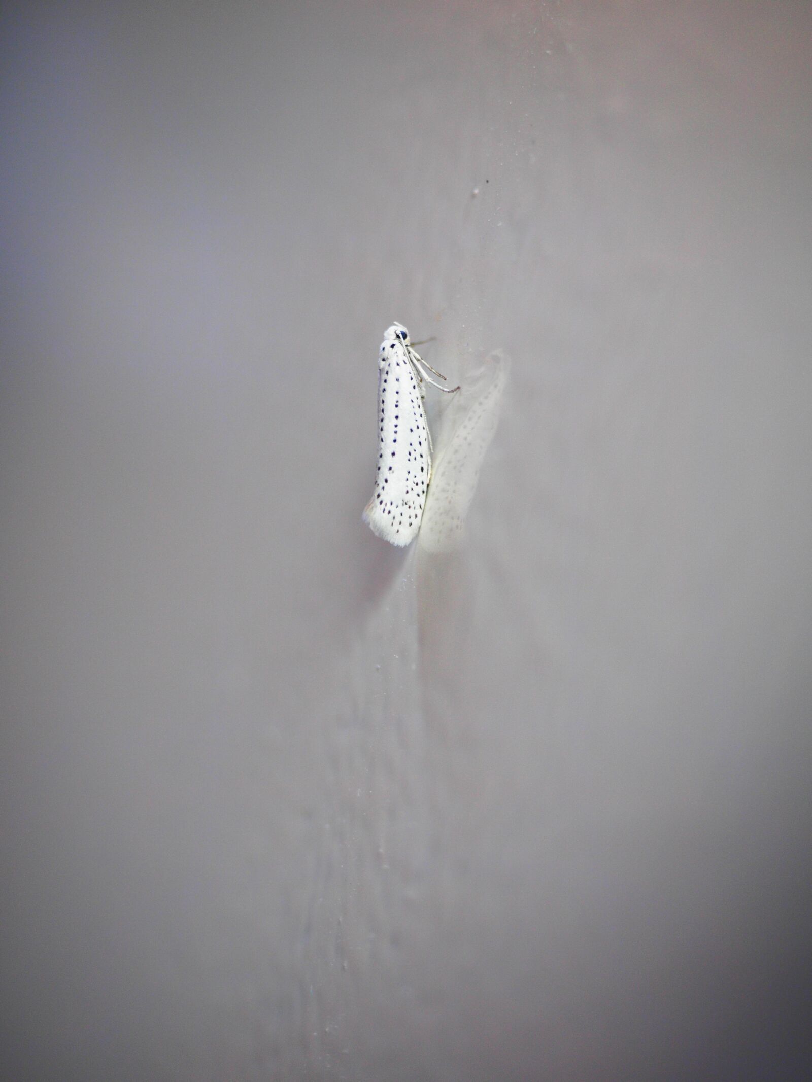 Olympus OM-D E-M1 + Olympus M.Zuiko Digital ED 12-40mm F2.8 Pro sample photo. Black cherry ermine, motte photography