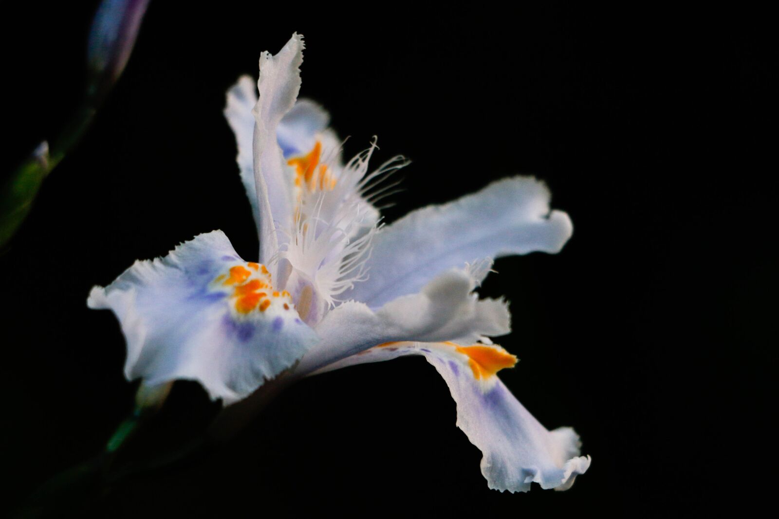 Canon EOS 70D sample photo. Flower, night, dark photography
