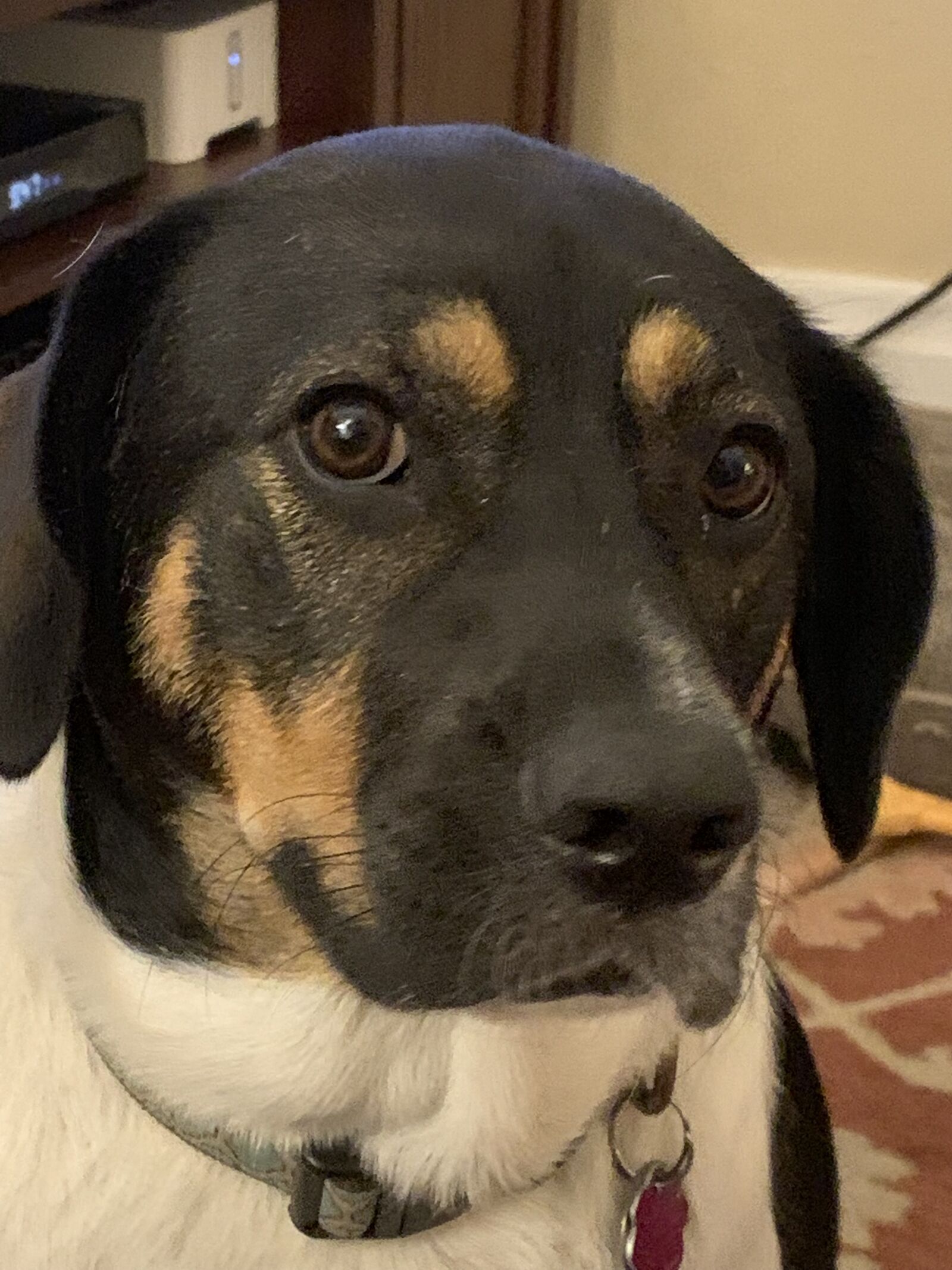 Apple iPhone XS sample photo. Dog, wise, mutt photography