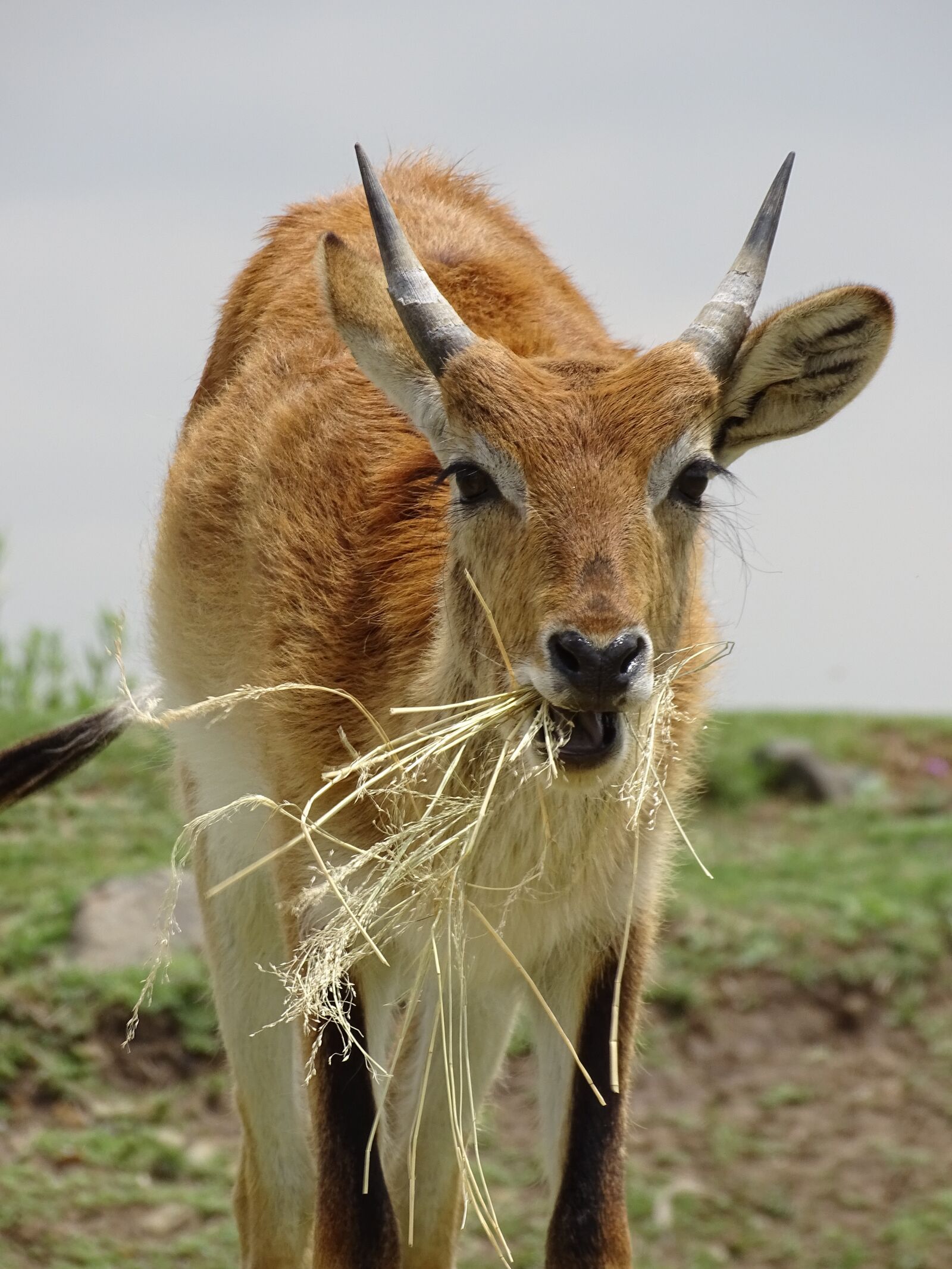 Sony Cyber-shot DSC-HX400V sample photo. Lechwe, marsh antelope, males photography