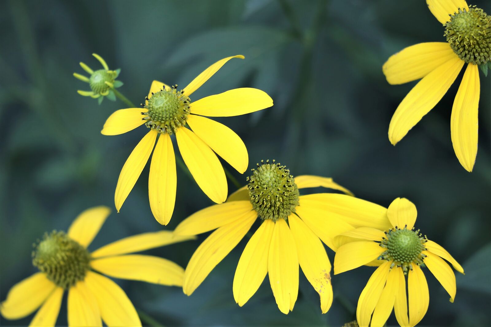 Canon EF 70-300 F4-5.6 IS II USM sample photo. Arnica, plant, flower photography