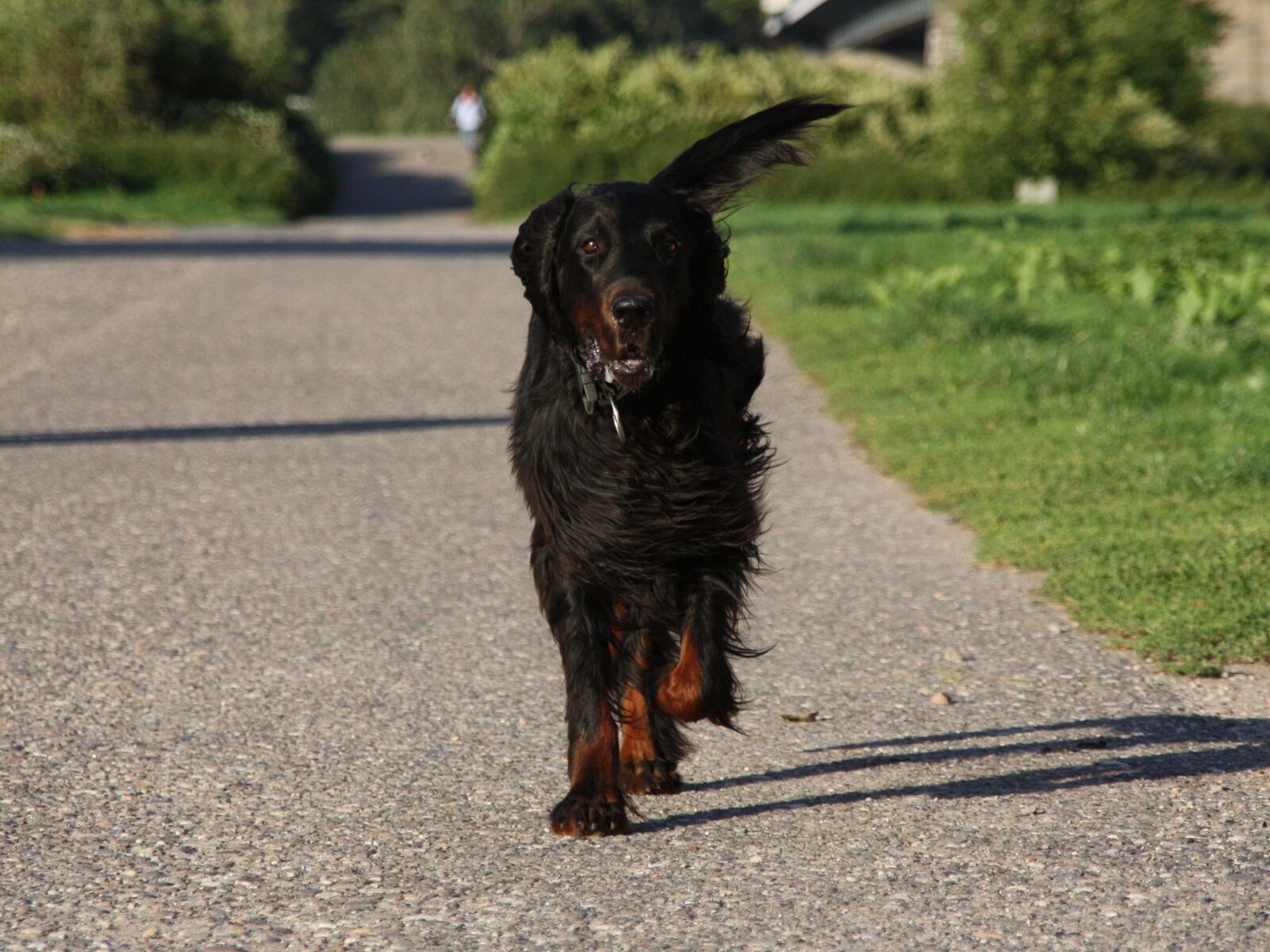 Canon EOS 450D (EOS Rebel XSi / EOS Kiss X2) sample photo. Dog, setter, gordon photography