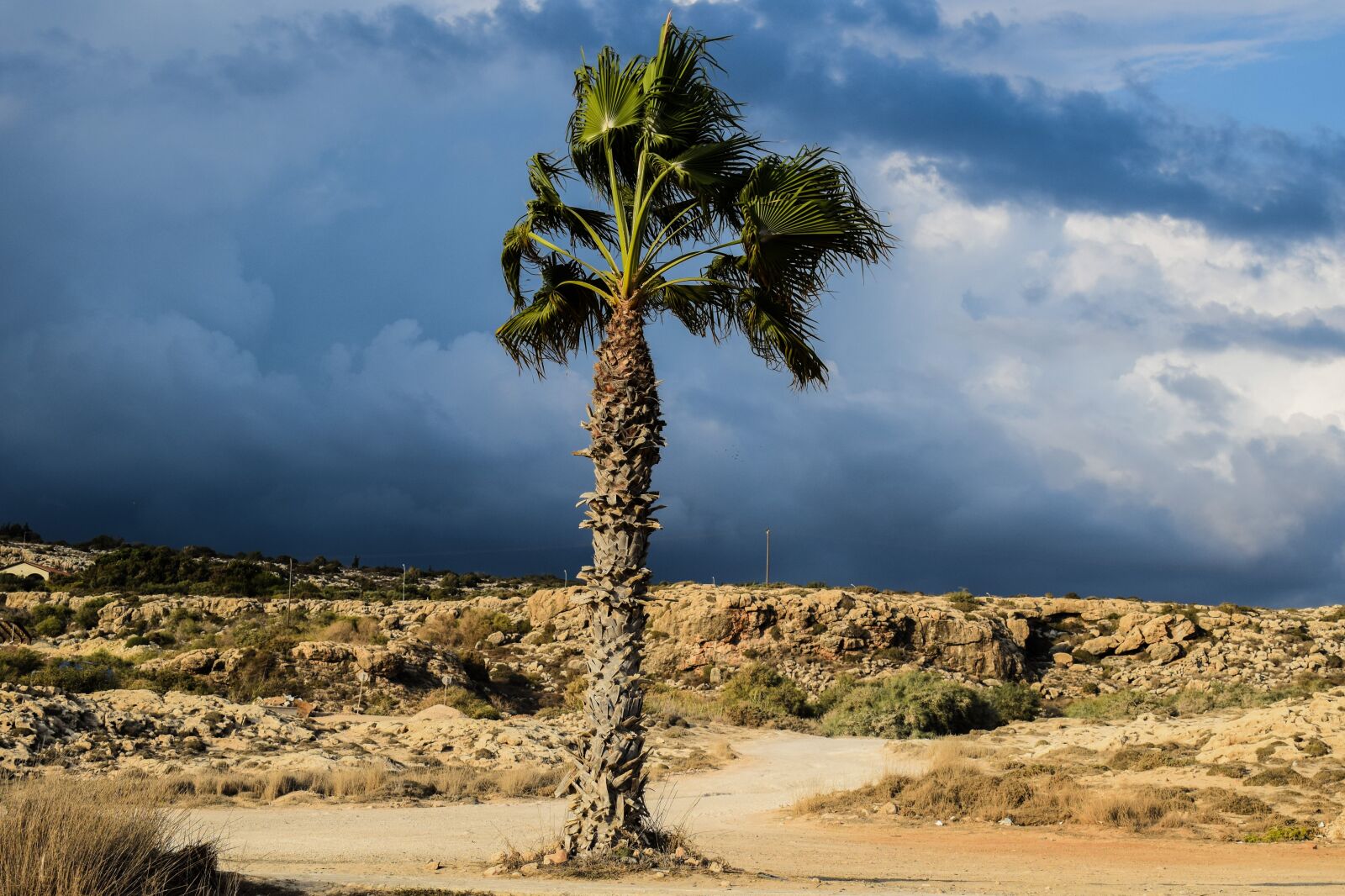Nikon D3300 sample photo. Palm tree, sky, clouds photography