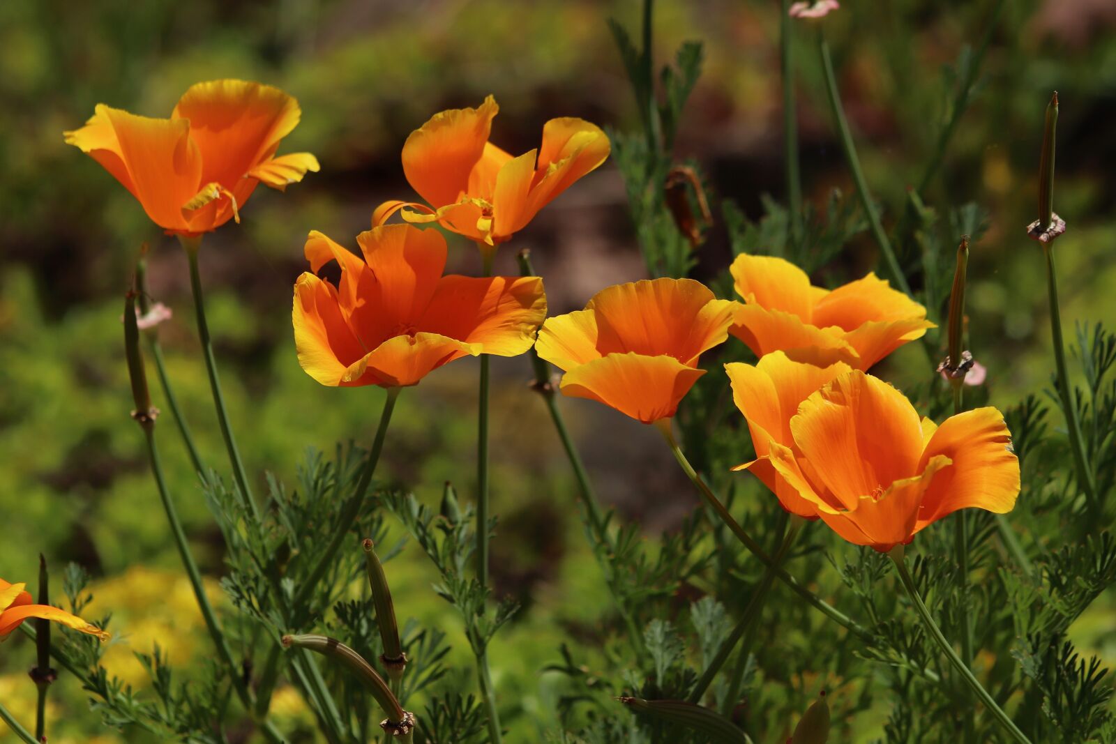 Canon EOS 800D (EOS Rebel T7i / EOS Kiss X9i) sample photo. Eschscholtzie, gold poppy, california photography