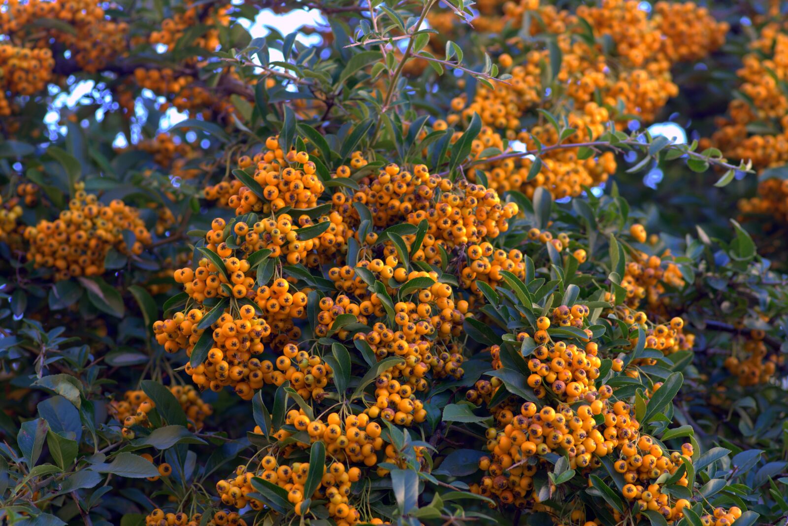 Pentax K-S2 sample photo. Cotoneaster, yellow, fruit photography