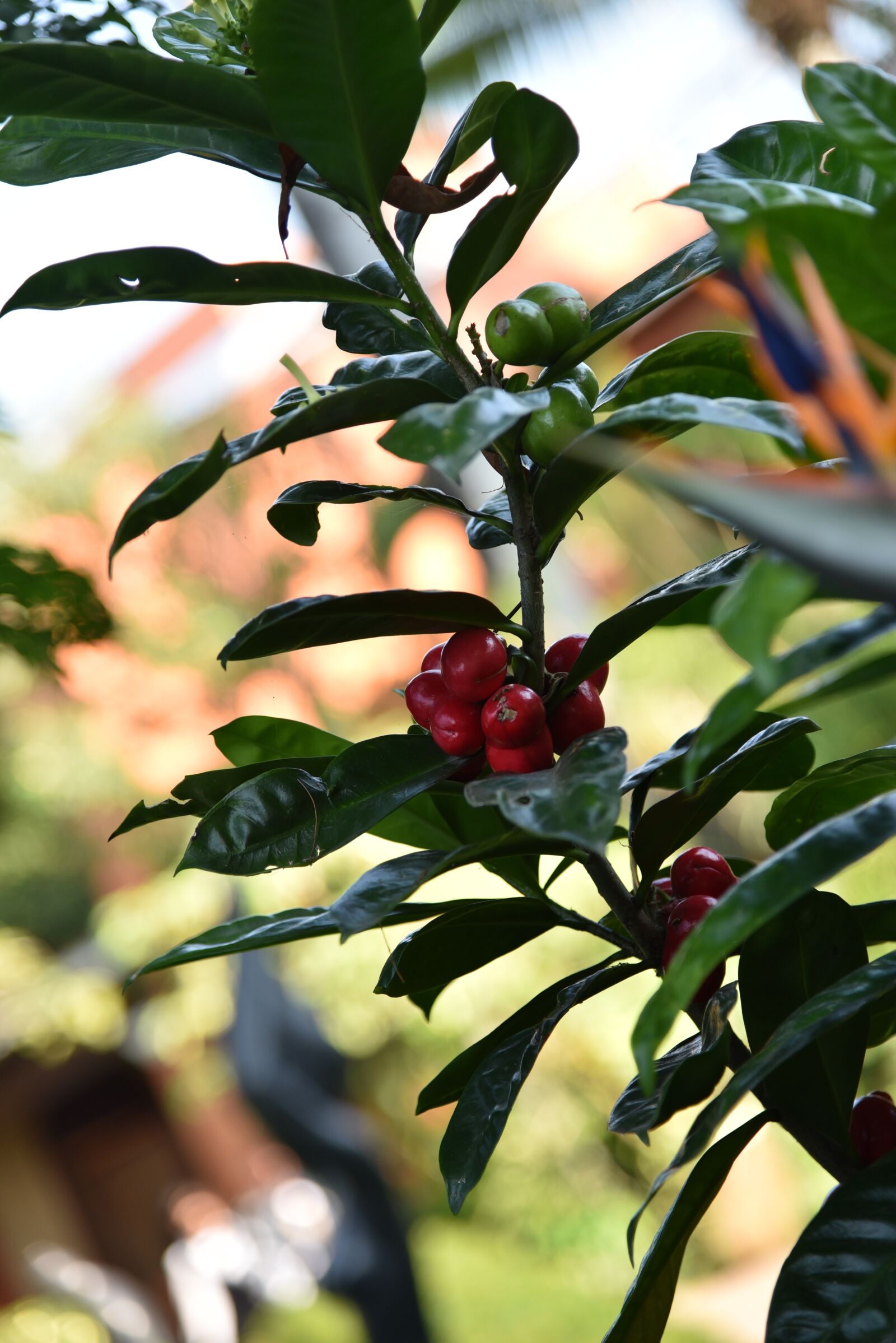 Nikon D750 sample photo. Flowers, nature, flower photography