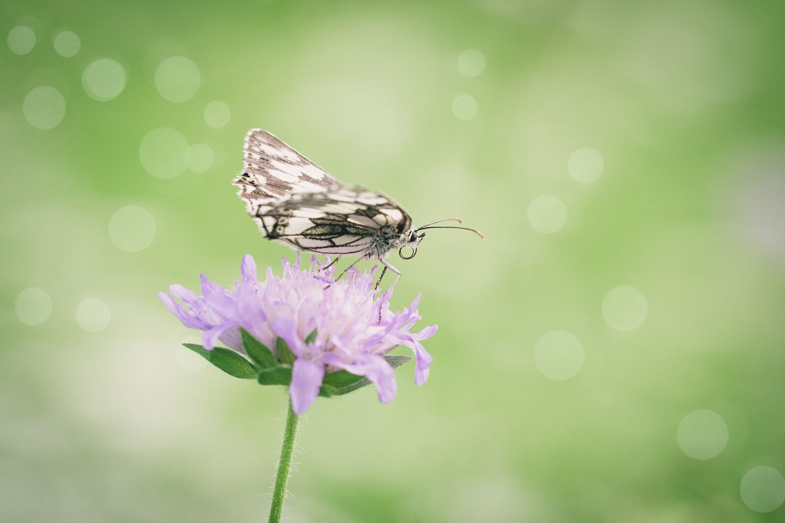 Nikon D7100 sample photo. Butterfly, chess board, women's photography