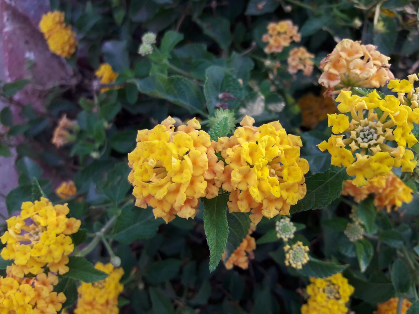 Samsung Galaxy J7 Neo sample photo. Flower, flora, nature photography
