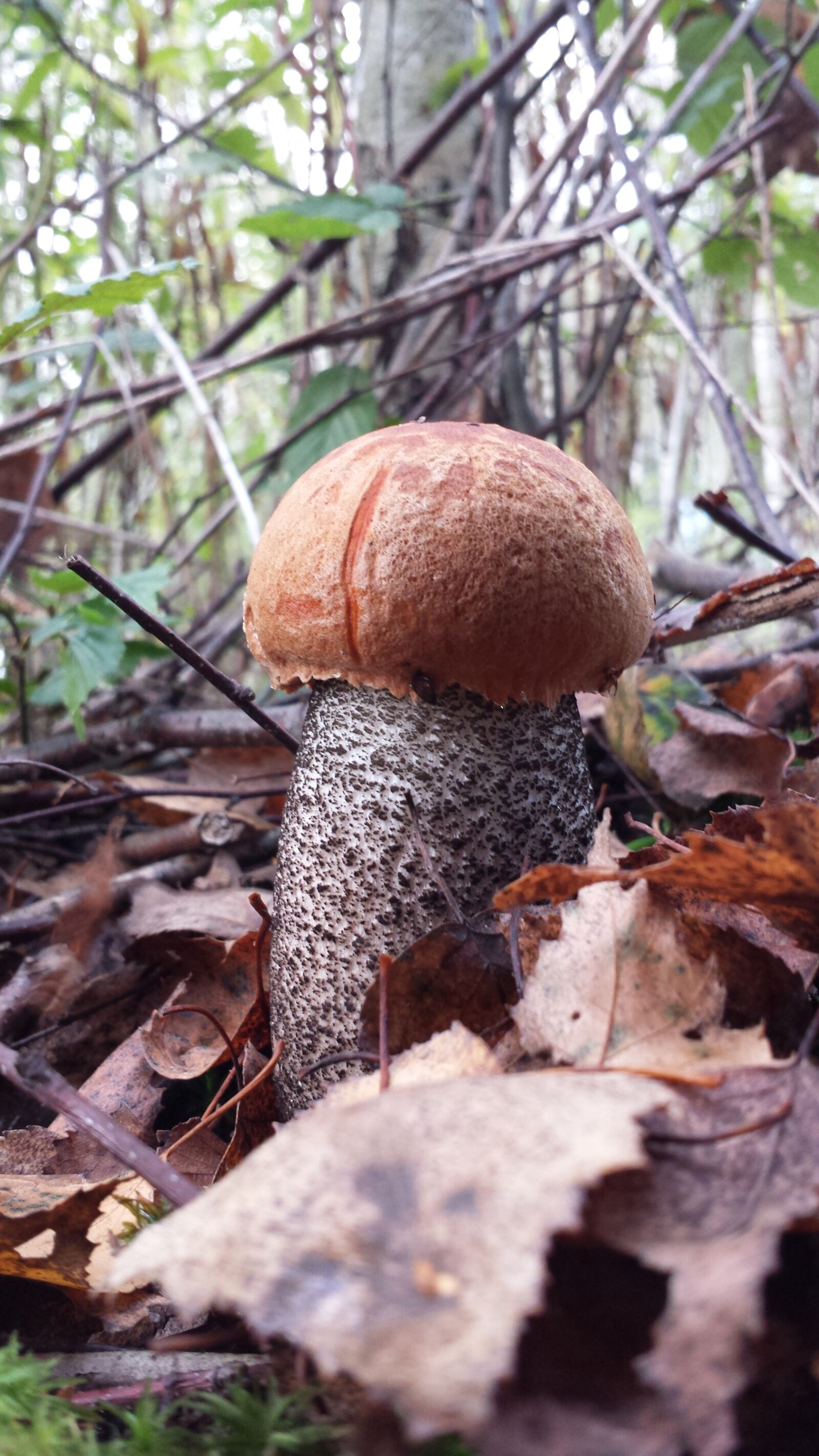 Samsung Galaxy S4 sample photo. Kozak, mushroom, mushrooms photography