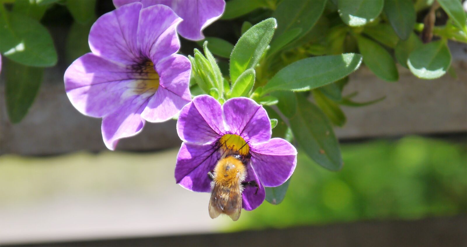 Panasonic Lumix DMC-G3 sample photo. Hummel, blossom, bloom photography