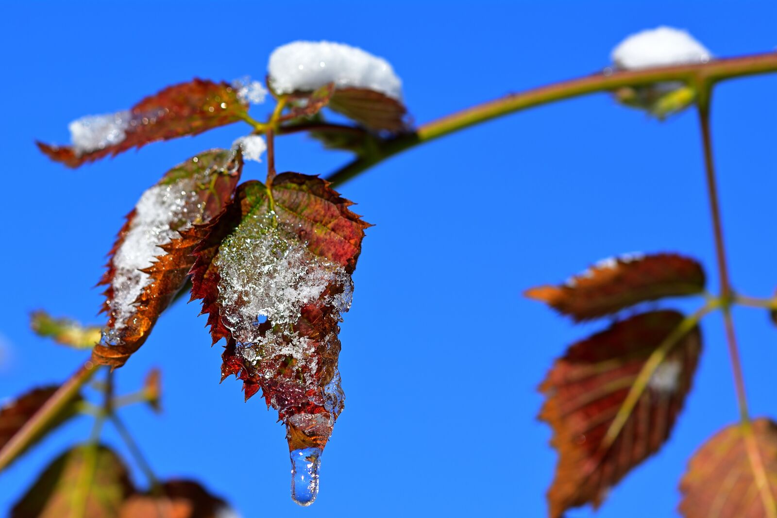 Nikon D5200 sample photo. Nature, spring, leaves photography