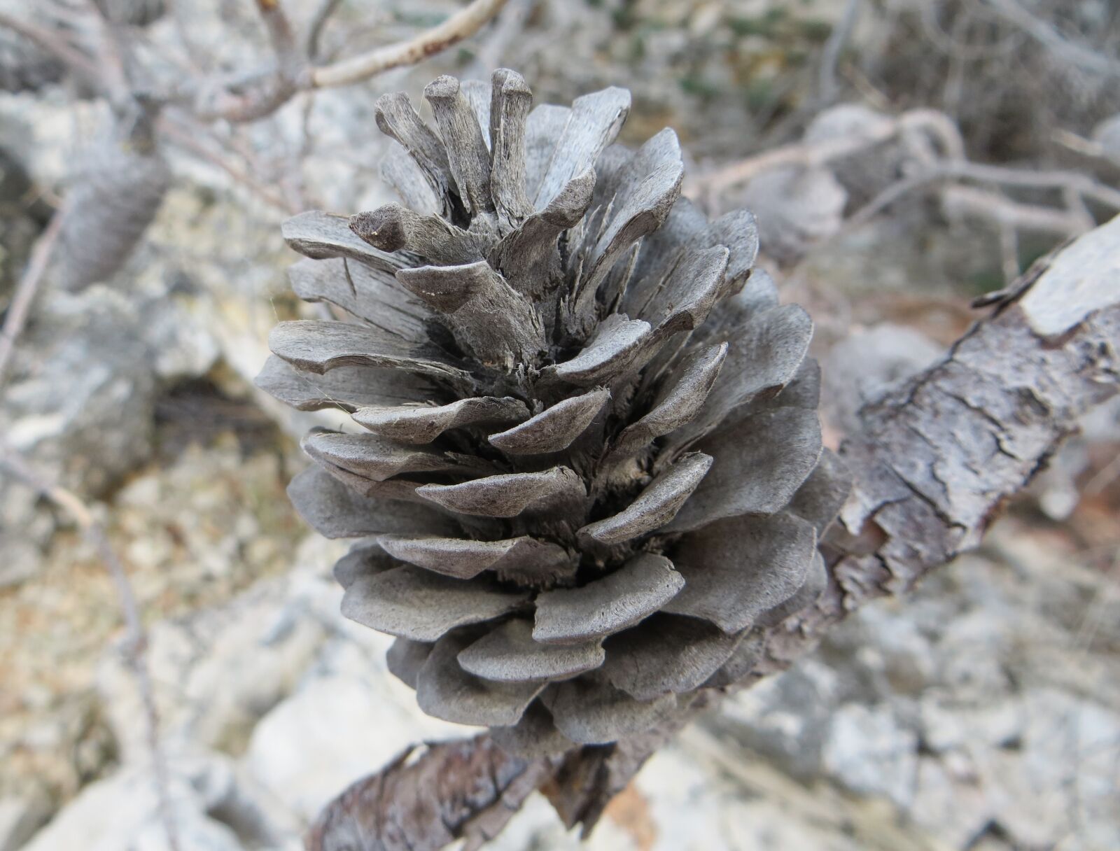 Canon PowerShot SX260 HS sample photo. Pine, dalmatia, tree photography