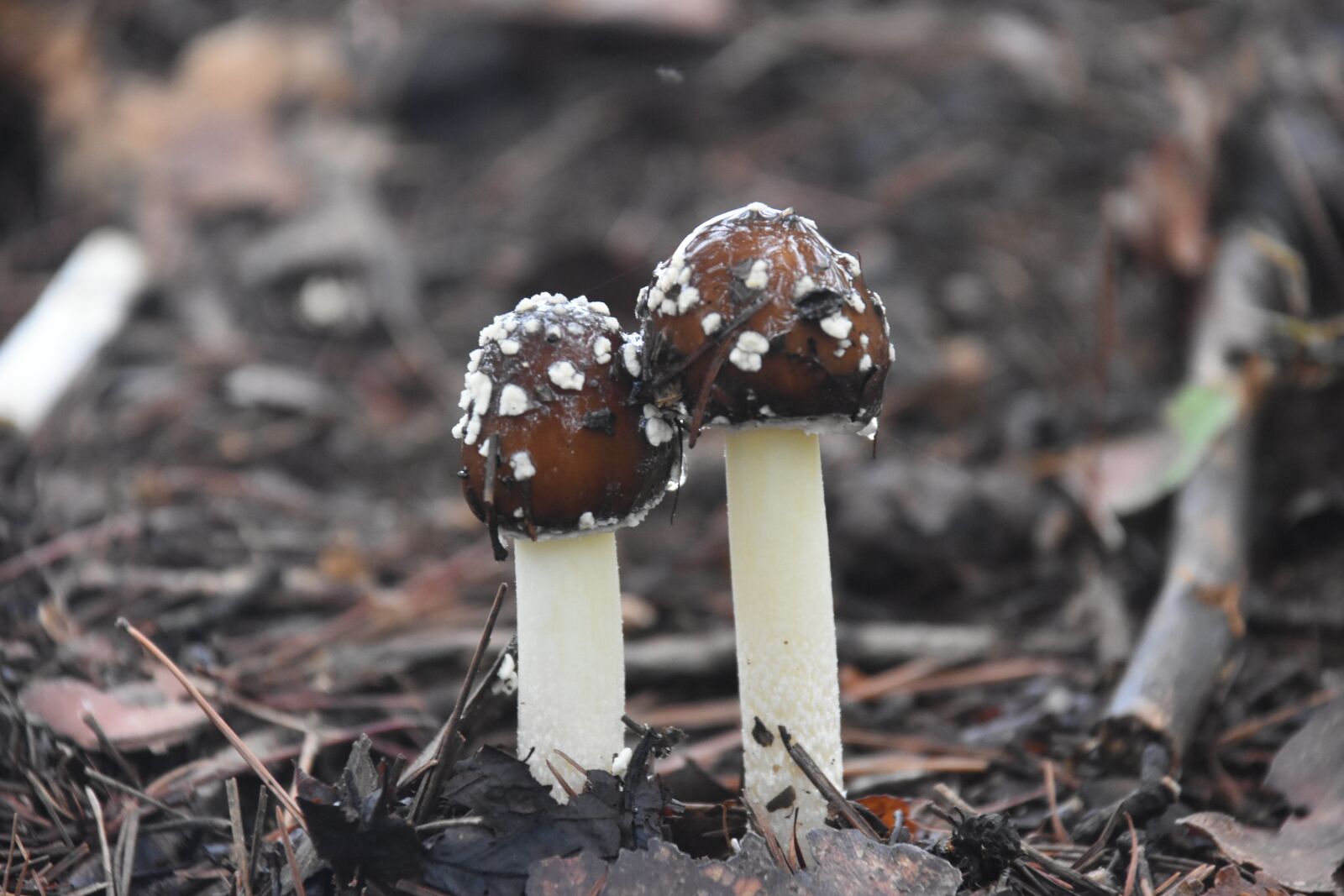 Nikon D7200 sample photo. Mountain, mushroom, nature photography
