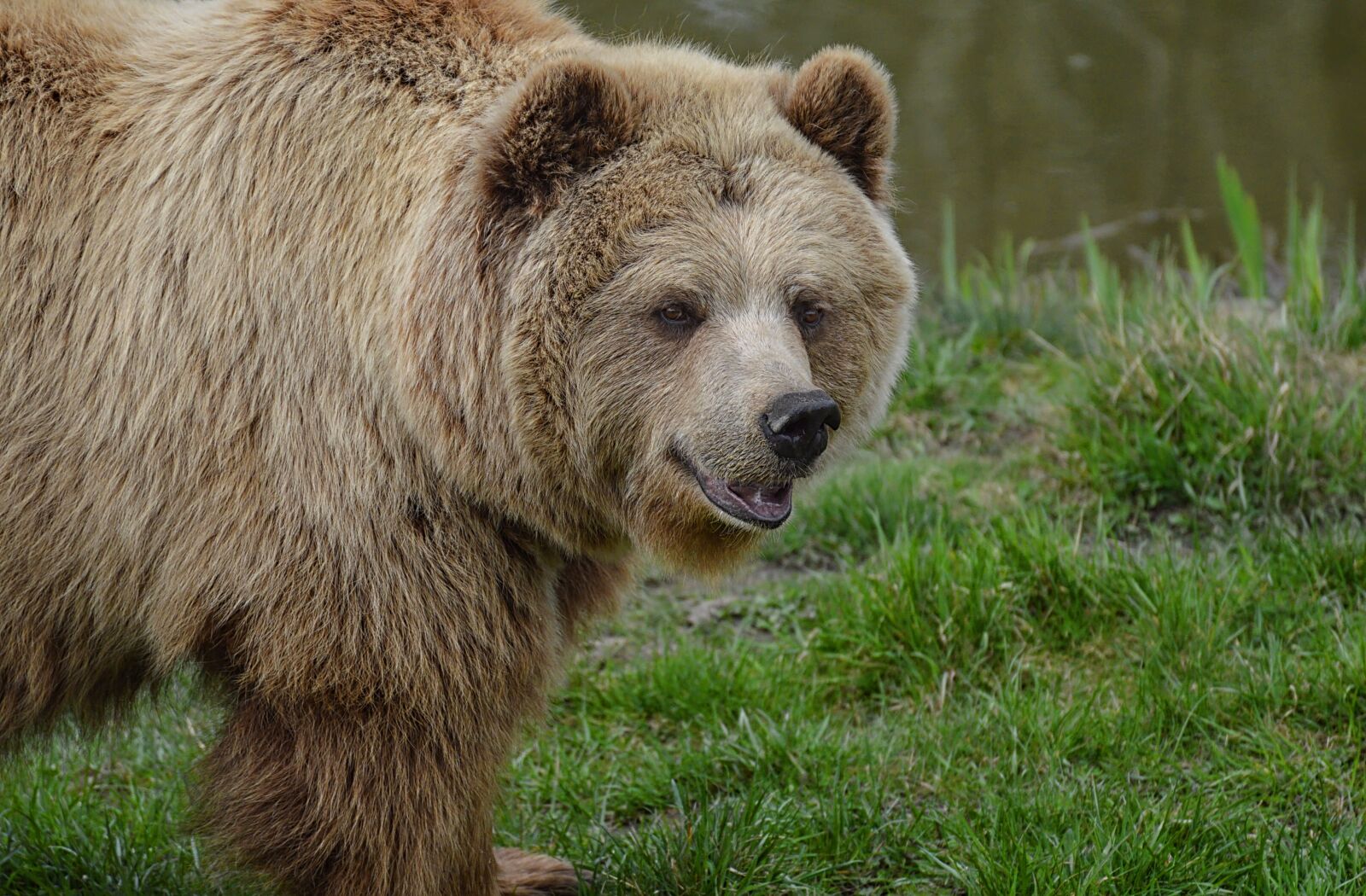 Nikon D3200 sample photo. European brown bear, brown photography