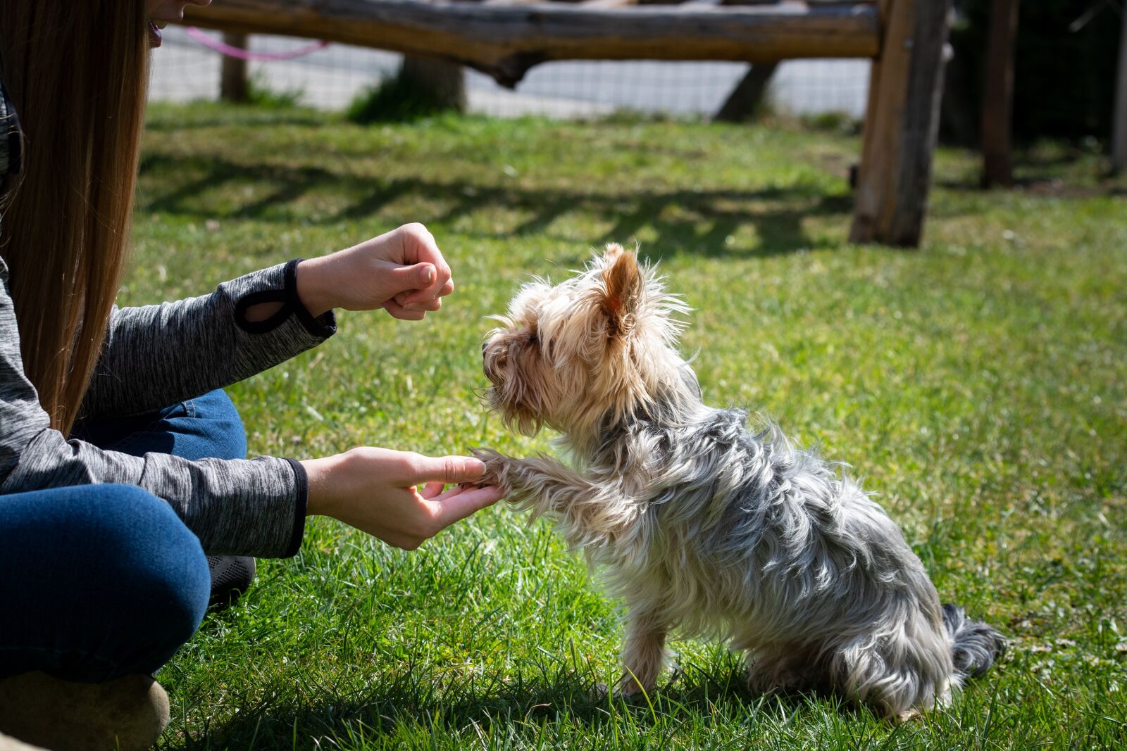 Nikon D7100 sample photo. Dog, small, dog training photography