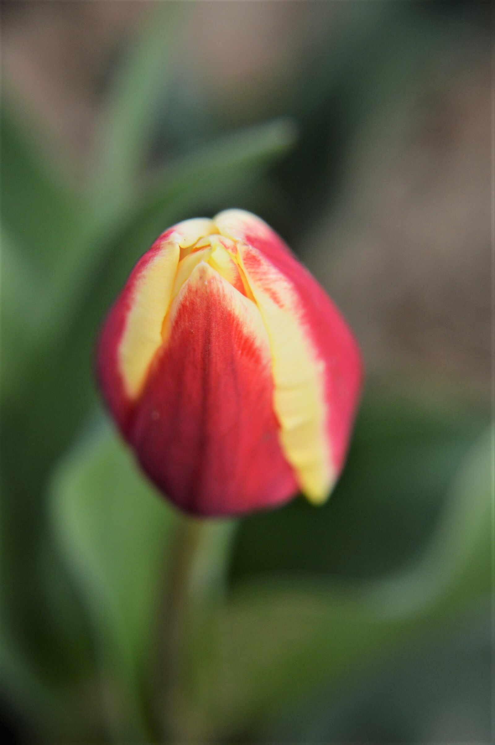 Nikon D3200 sample photo. Tulip, flower, spring photography