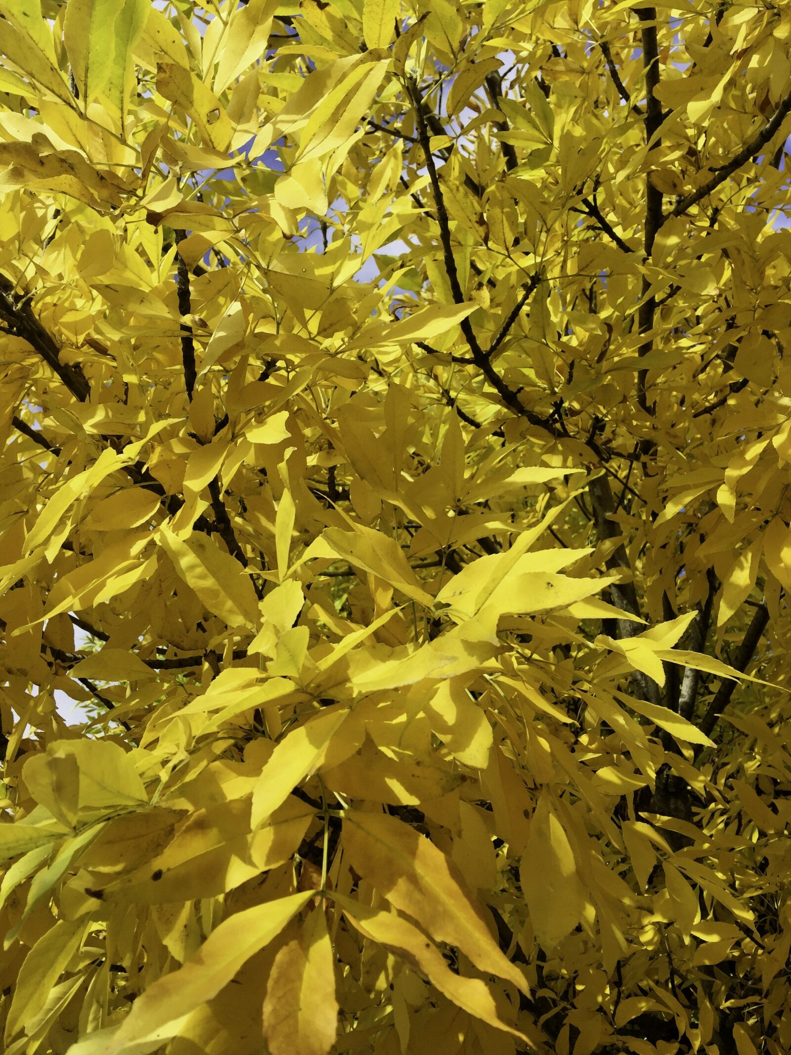 iPhone 6 Plus back camera 4.15mm f/2.2 sample photo. Australia, autumn, tree photography