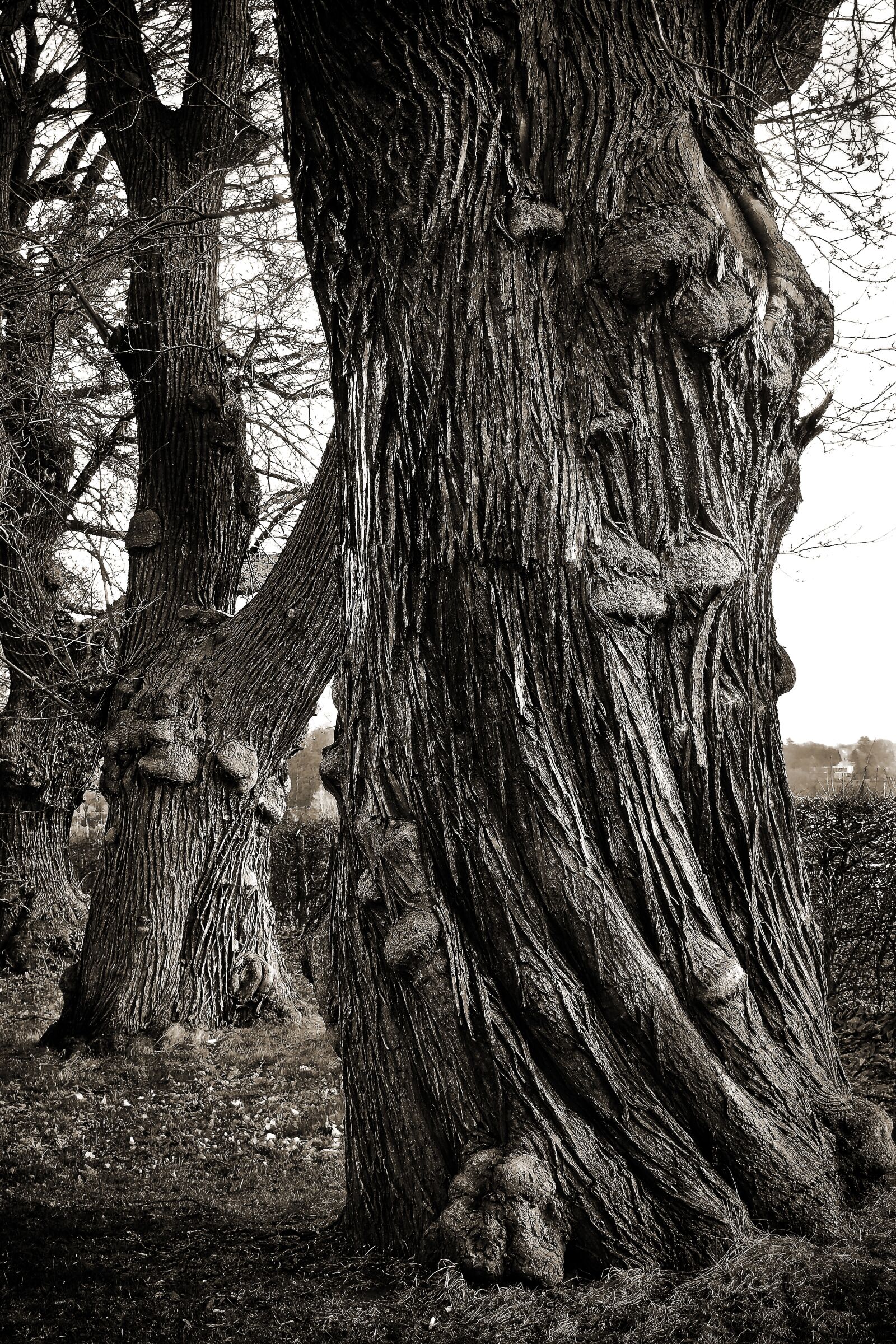 Olympus OM-D E-M10 sample photo. Trees, old, old tree photography