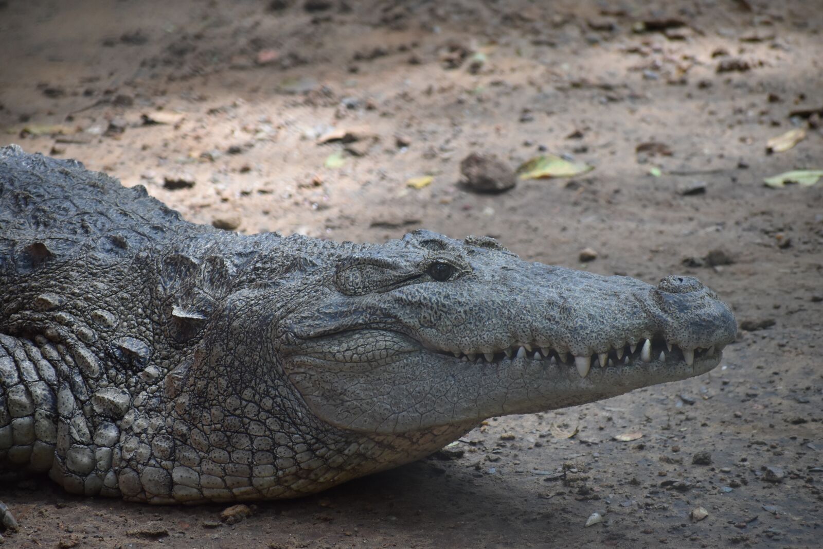 Nikon D3500 sample photo. Crocodile, reptile, animal photography