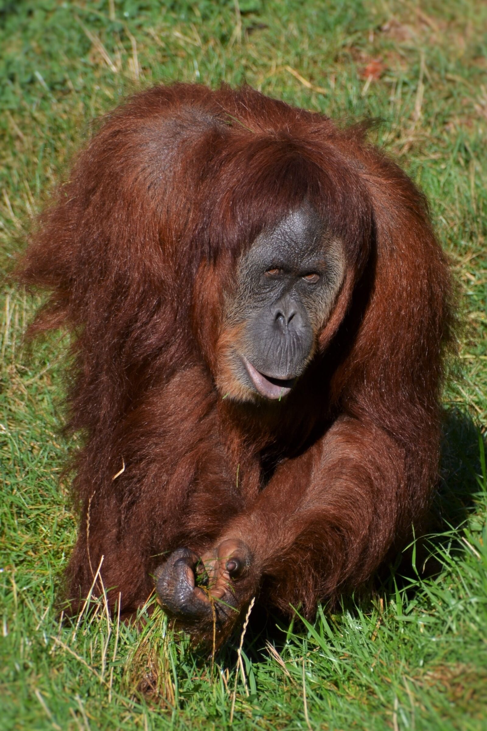 Nikon D3100 sample photo. Orang utan, monkey, zoo photography
